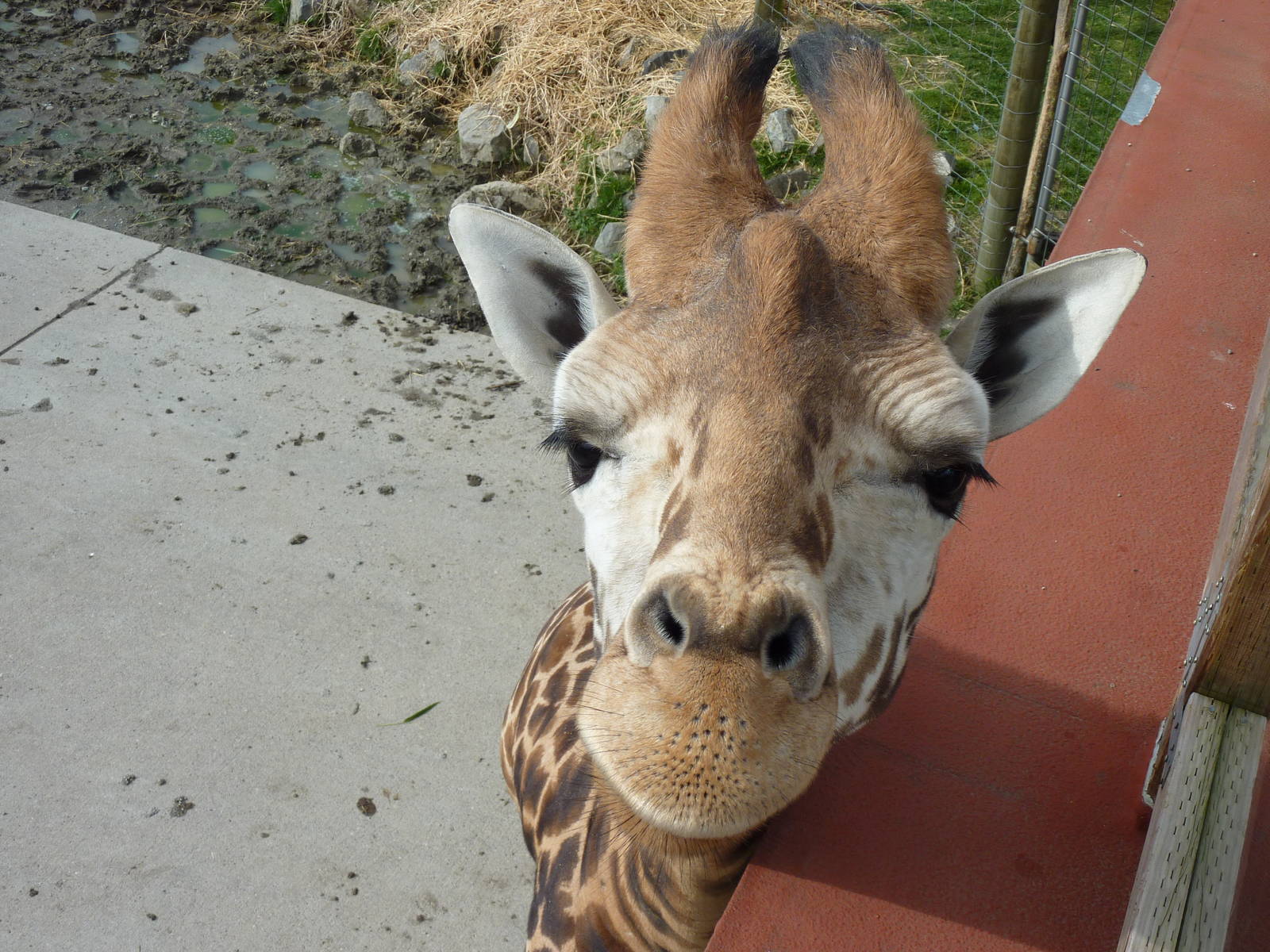 Giraffe Close Encounter