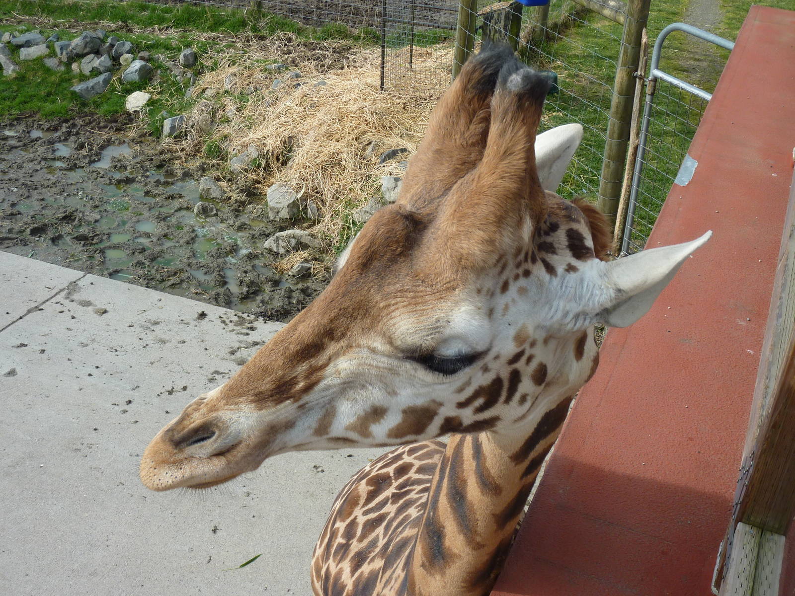 Giraffe Close Encounter