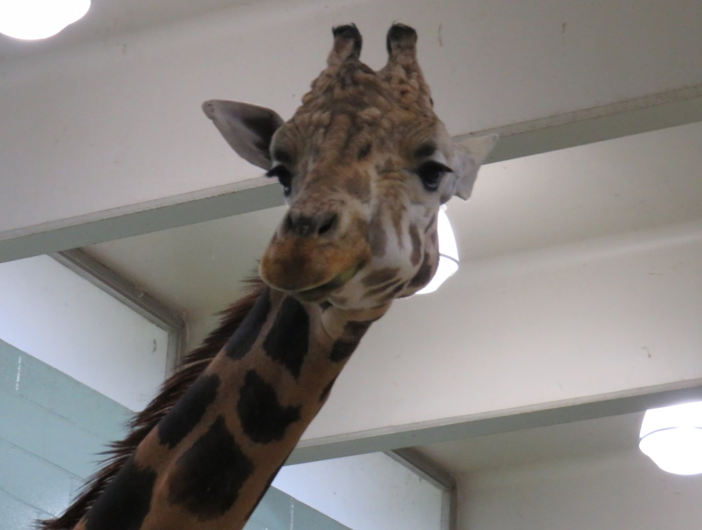Giraffe close-up