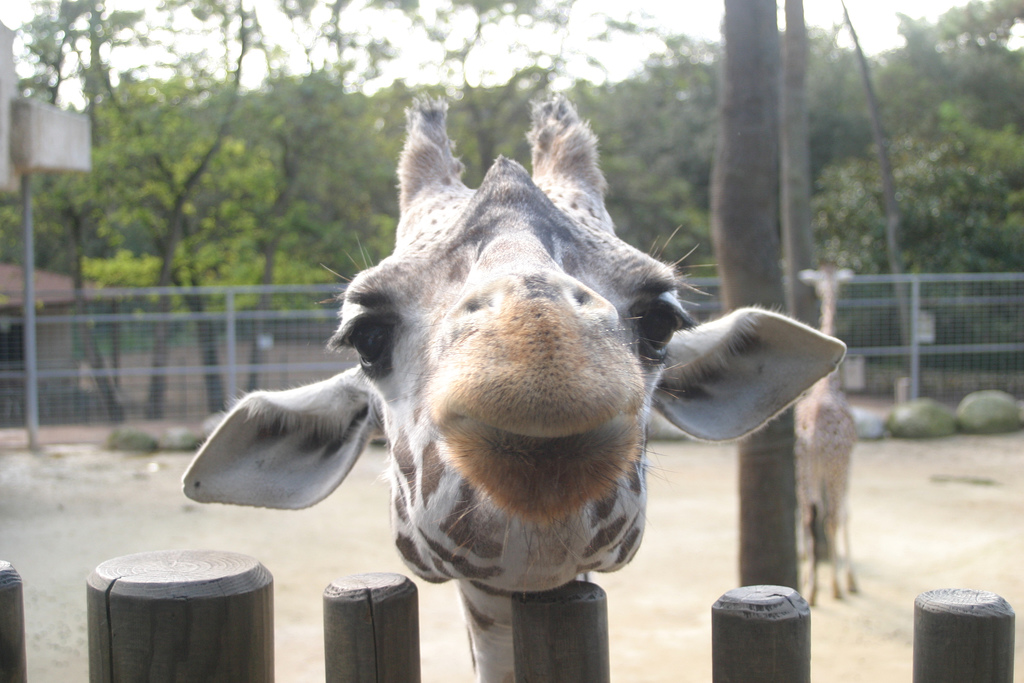 Giraffe Closeup