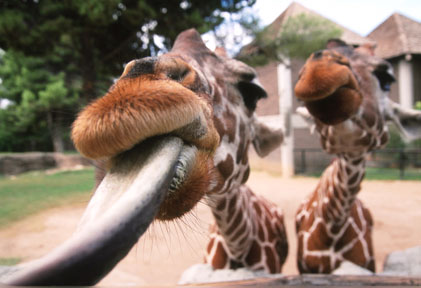 giraffe closeup
