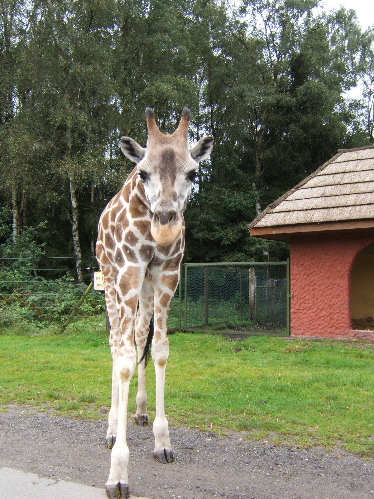 Giraffe coming to say hello