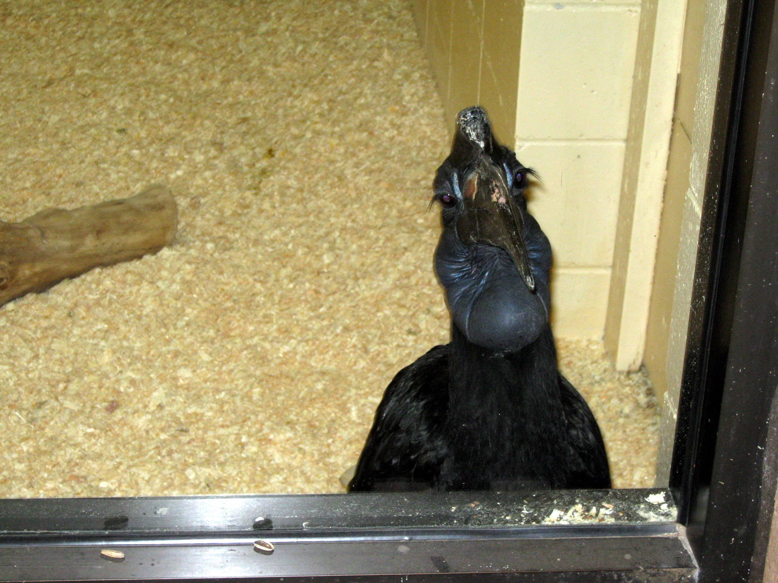 Giraffe Complex-Abyssian Ground Hornbill