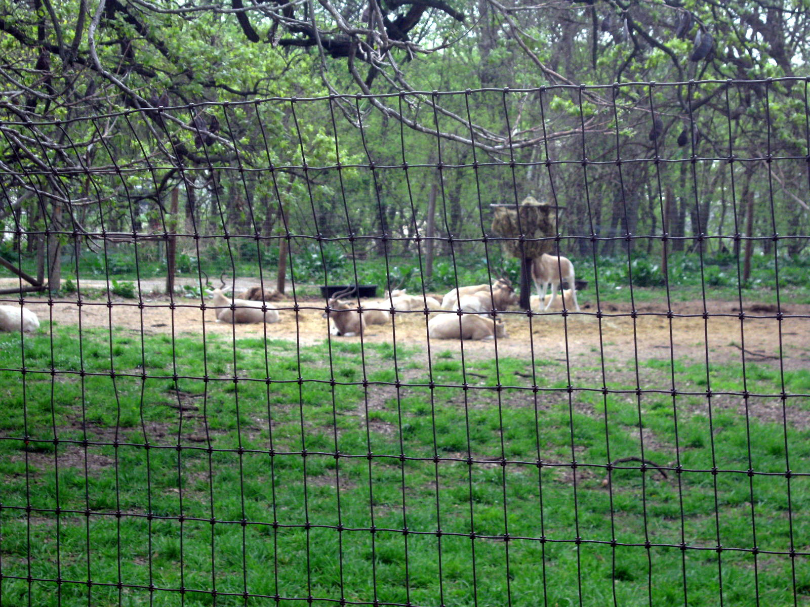 Giraffe Complex-Addax