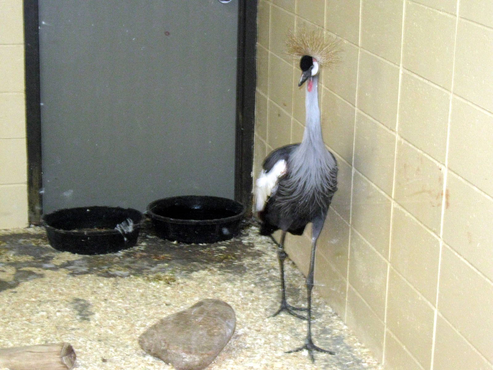 Giraffe Complex-African Crowned Crane