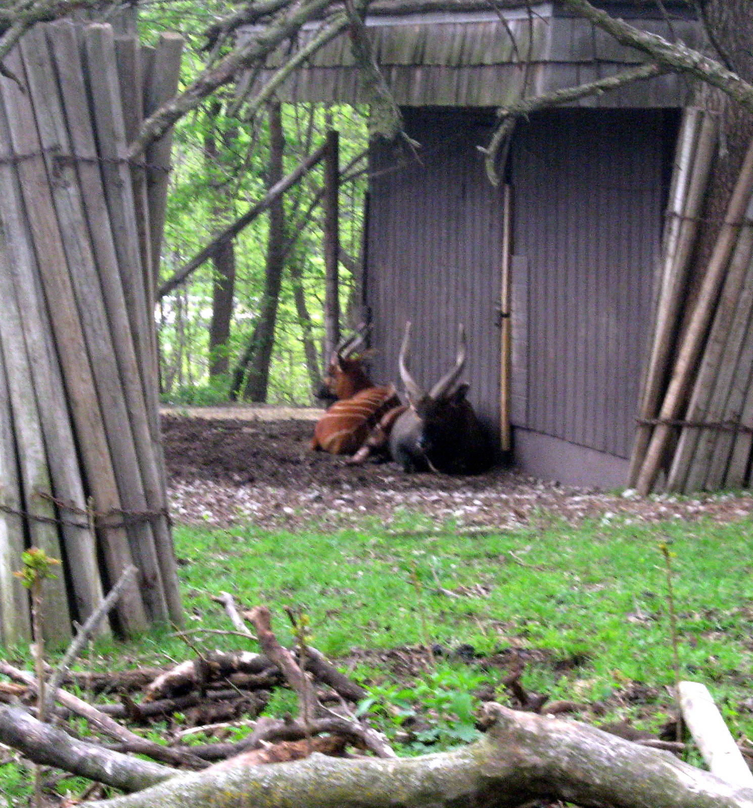 Giraffe Complex-Bongos