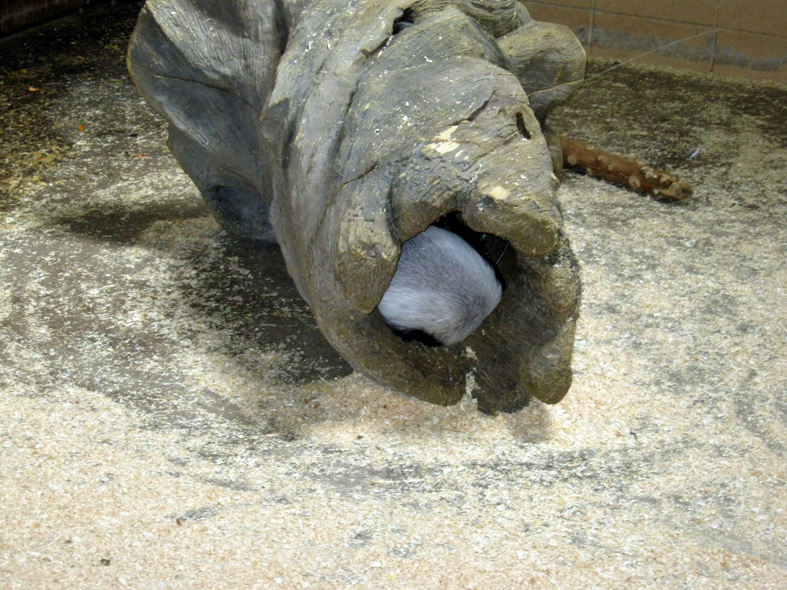 Giraffe Complex-Ratel