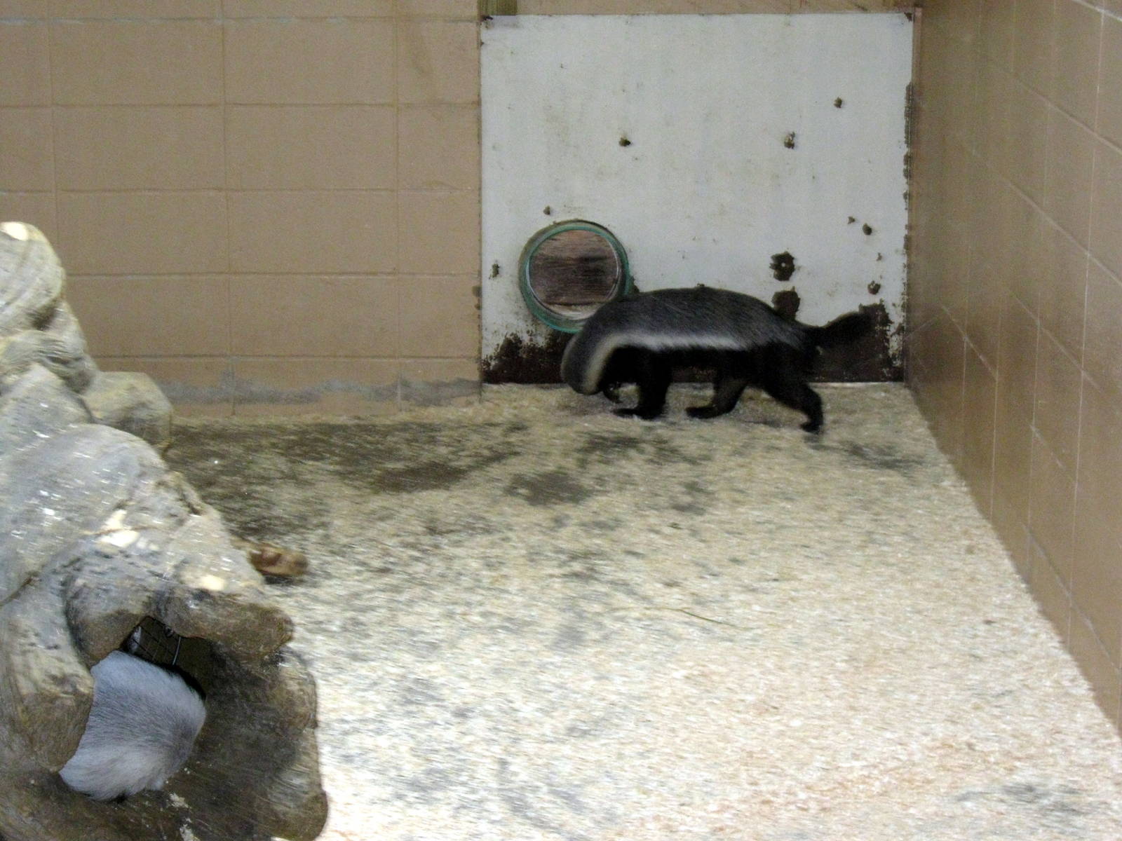 Giraffe Complex-Ratel