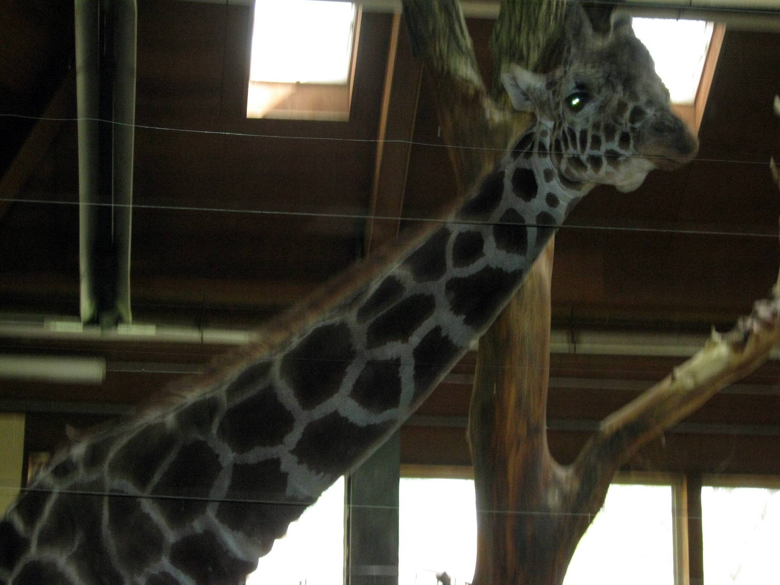 Giraffe Complex-Reticulated Giraffe