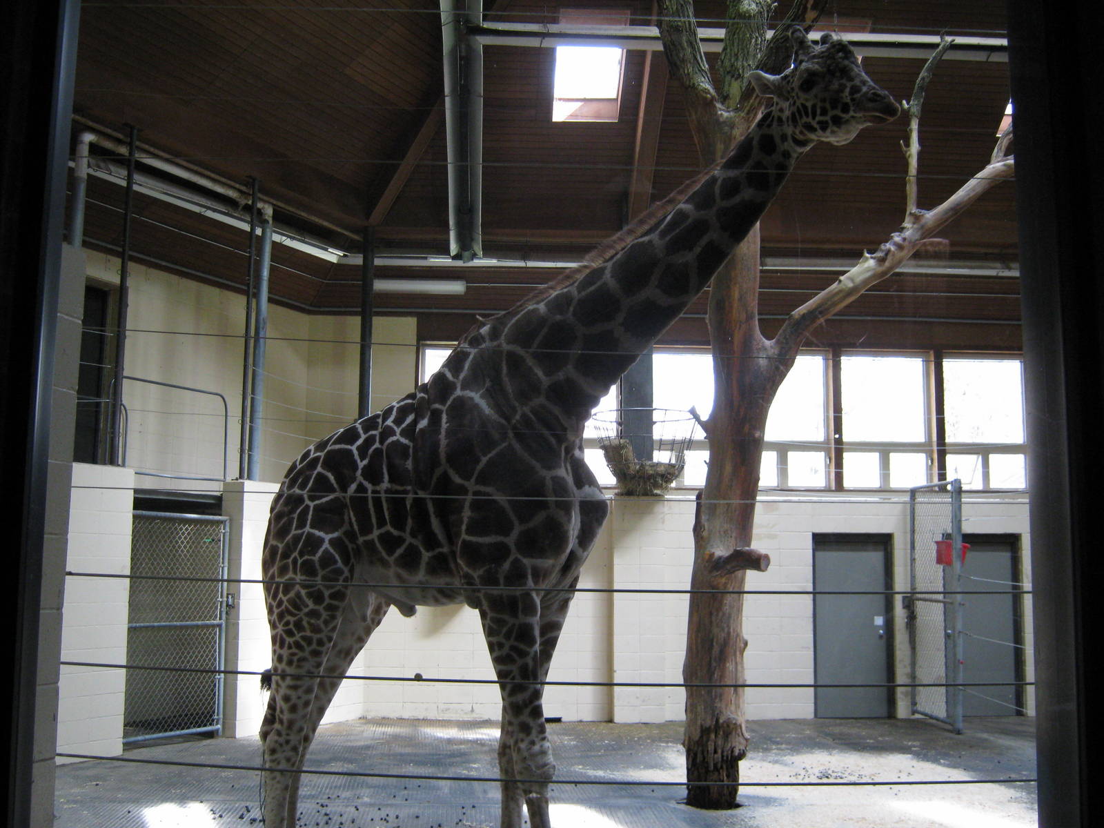 Giraffe Complex-Reticulated Giraffe