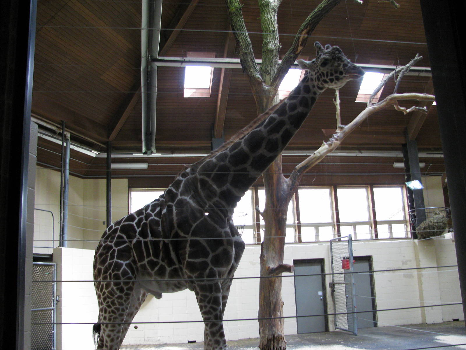 Giraffe Complex-Reticulated Giraffe