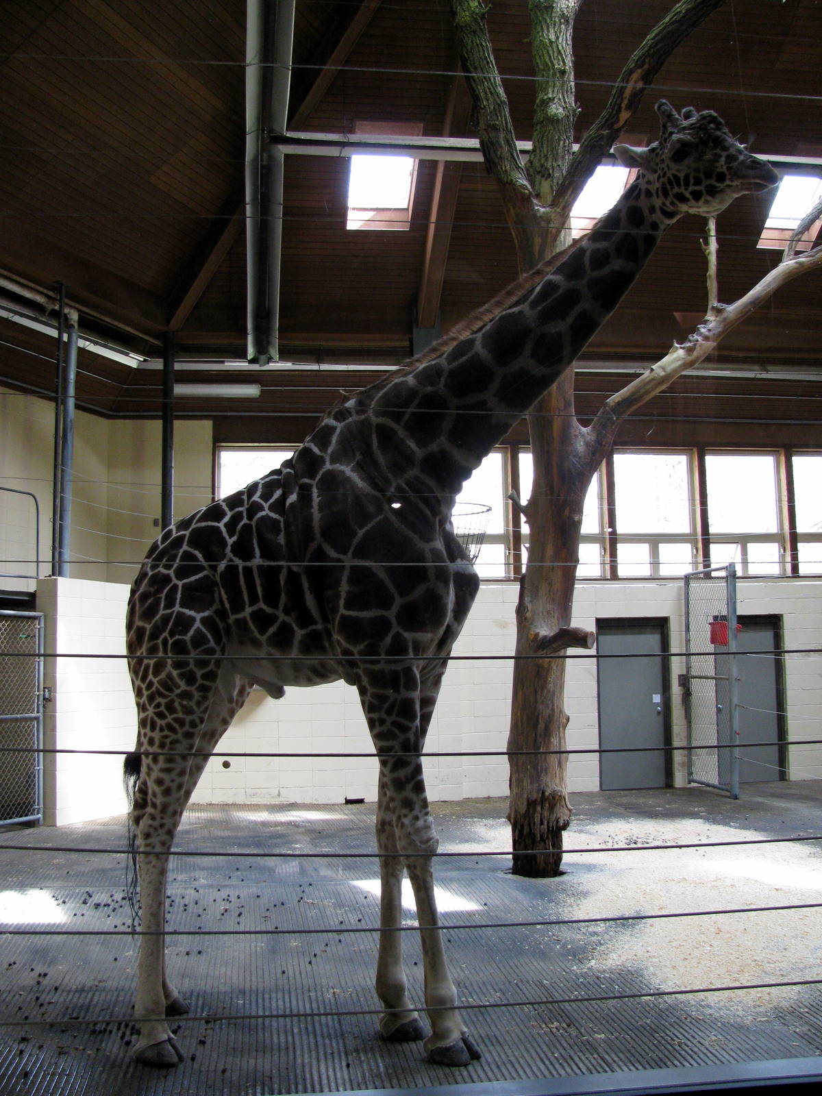 Giraffe Complex-Reticulated Giraffe