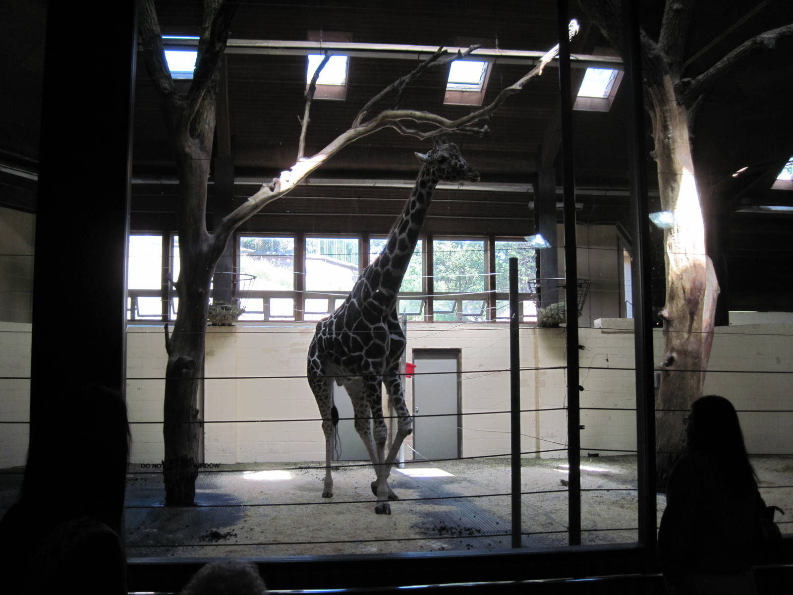 Giraffe Complex-Reticulated Giraffe