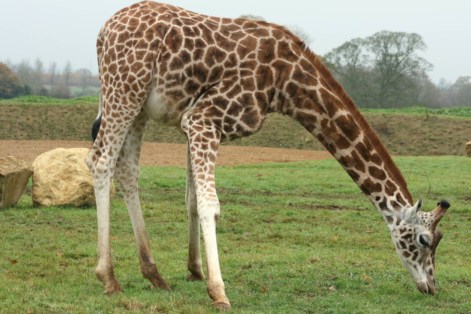 Giraffe; Cotswold Wildlife Park; 20th November 2010