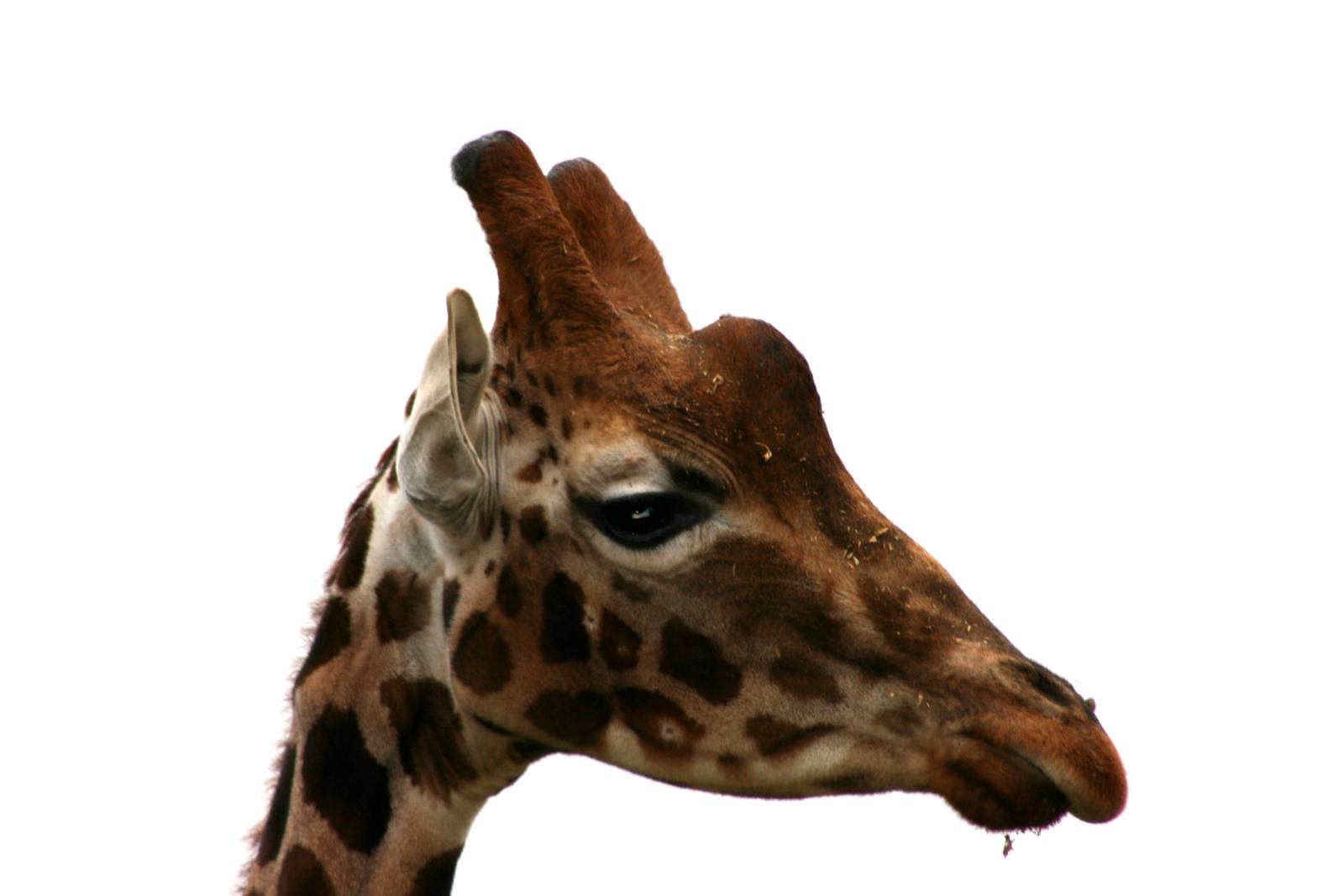 Giraffe; Cotswold Wildlife Park; 20th November 2010