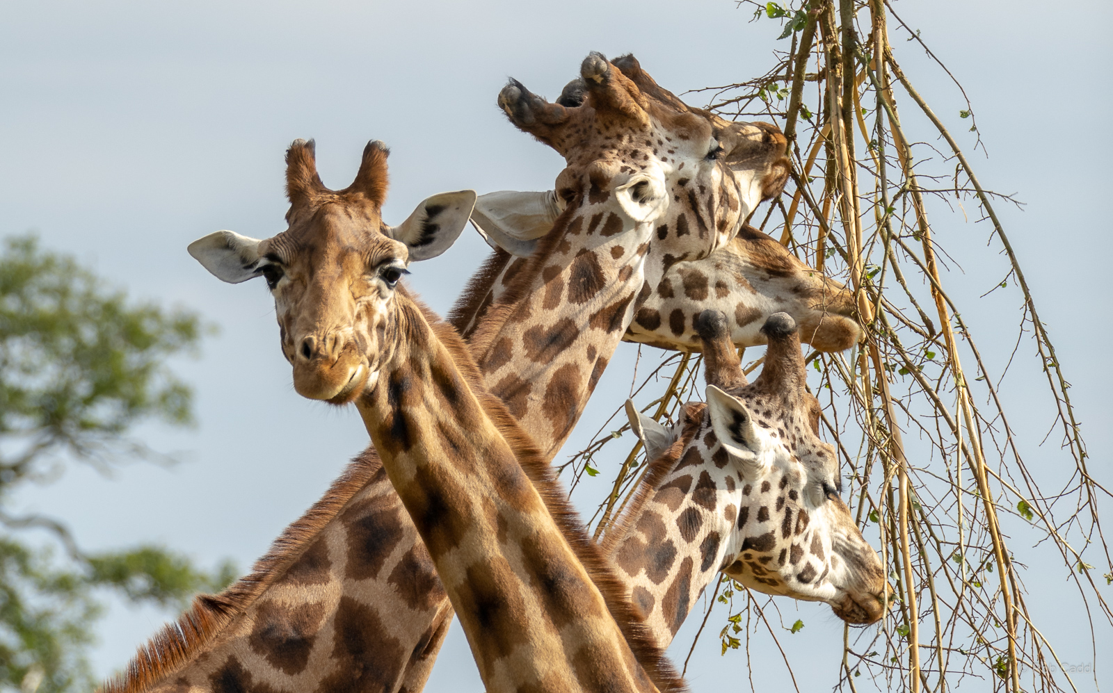 Giraffe : Cotswold WP : 02 Aug 2024