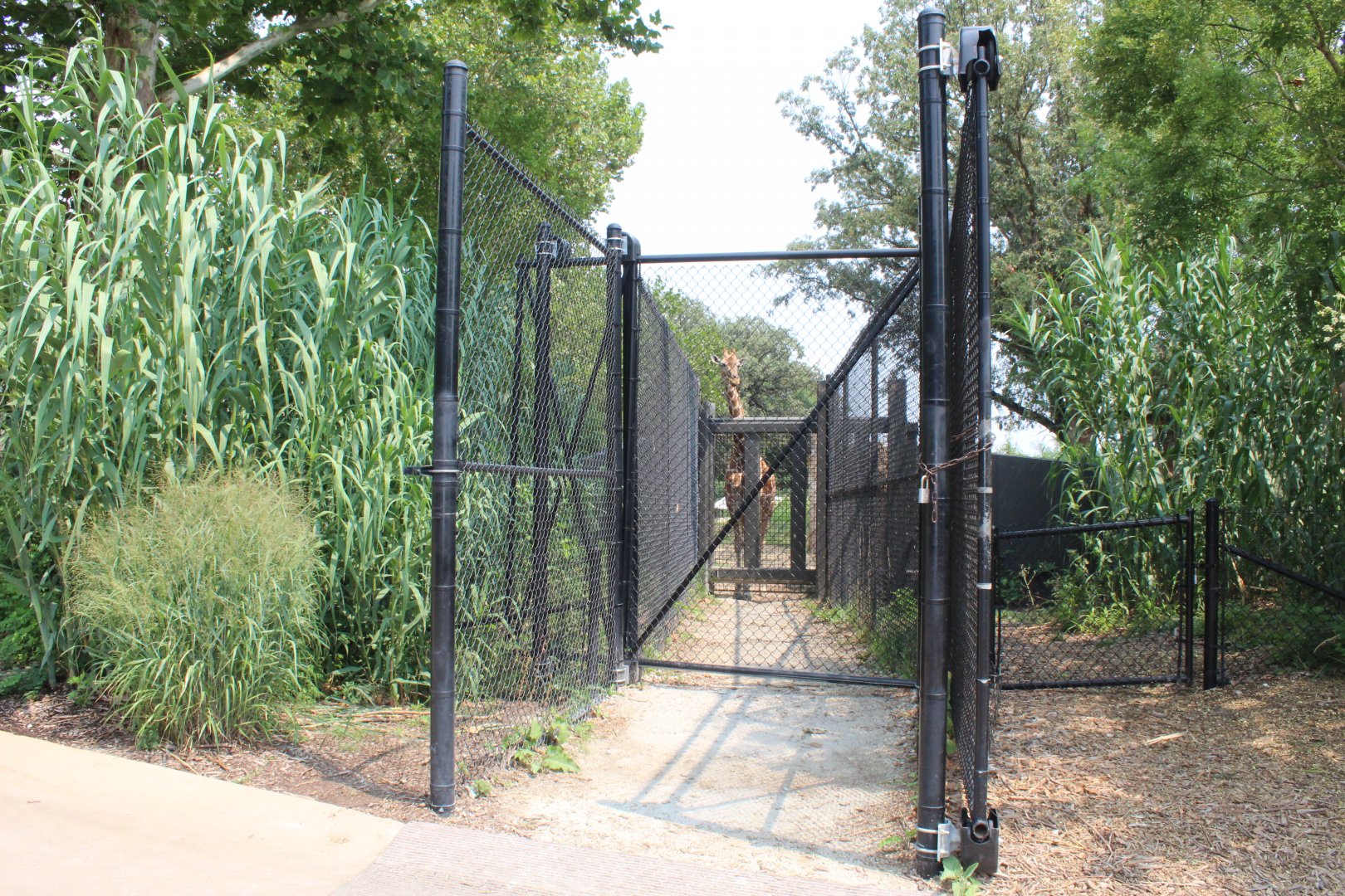 Giraffe Crossing - African Grasslands