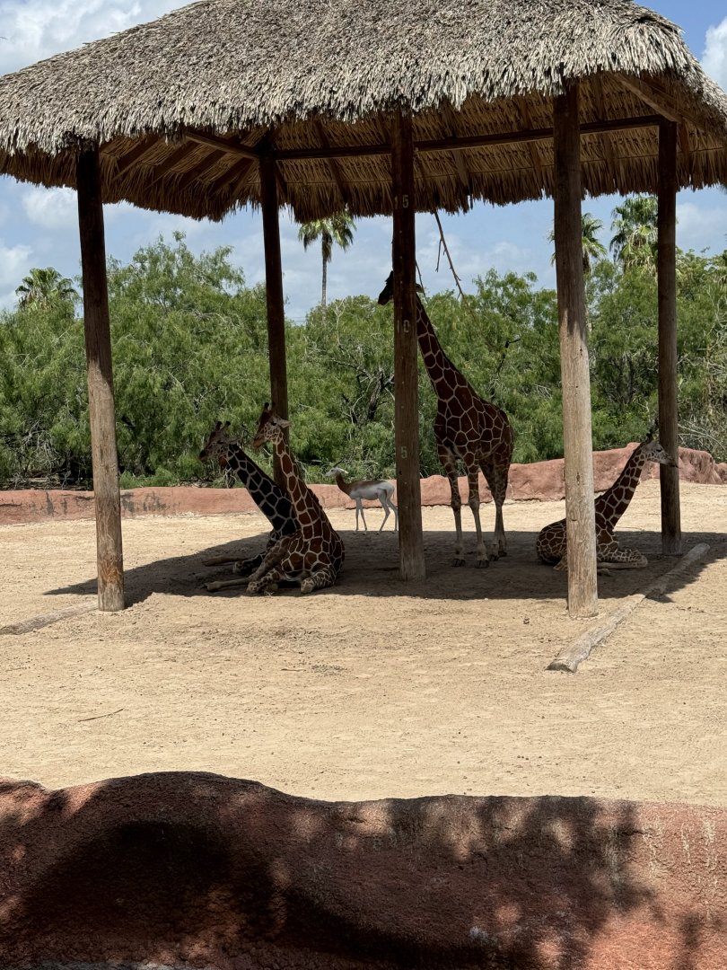 Giraffe + Dama Gazelle (7/2/24)