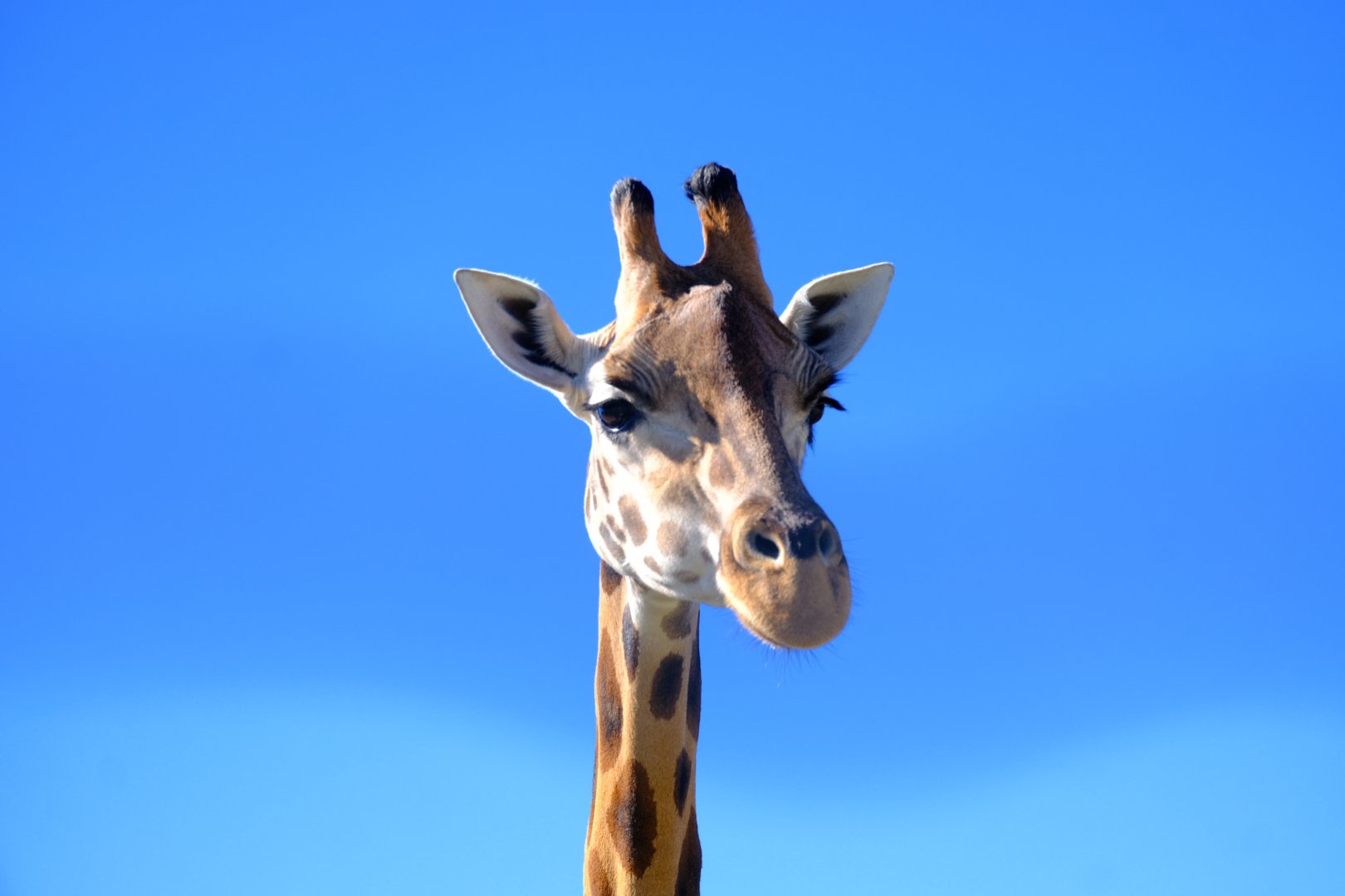 Giraffe - Darling Downs Zoo