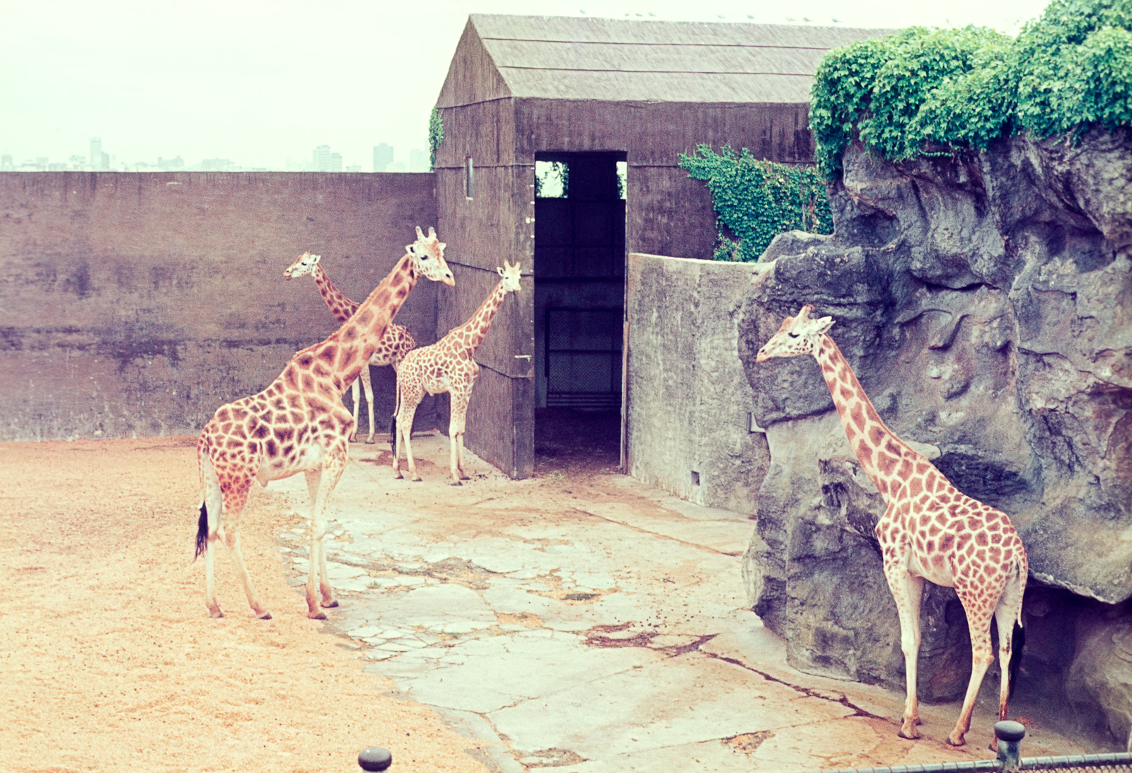 Giraffe - Dec 1976