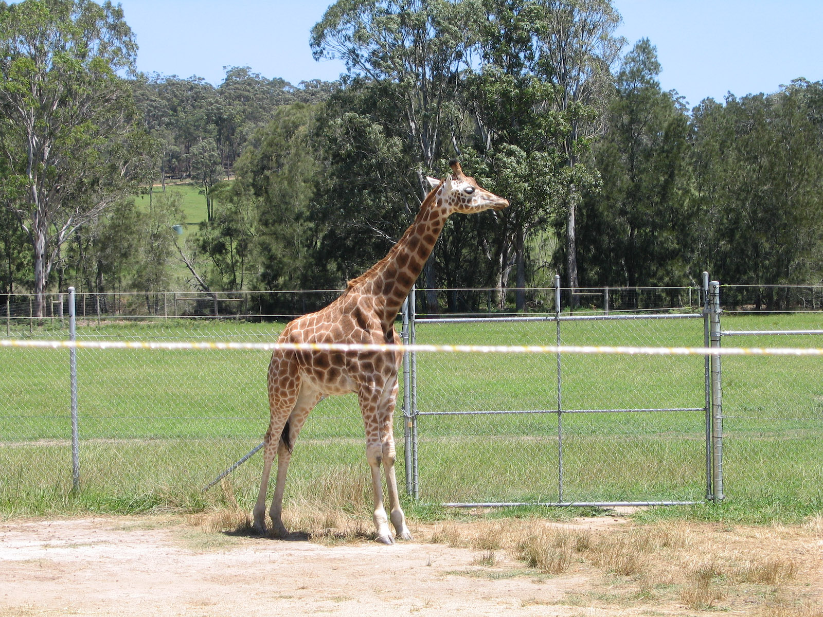 Giraffe - Dec 2003