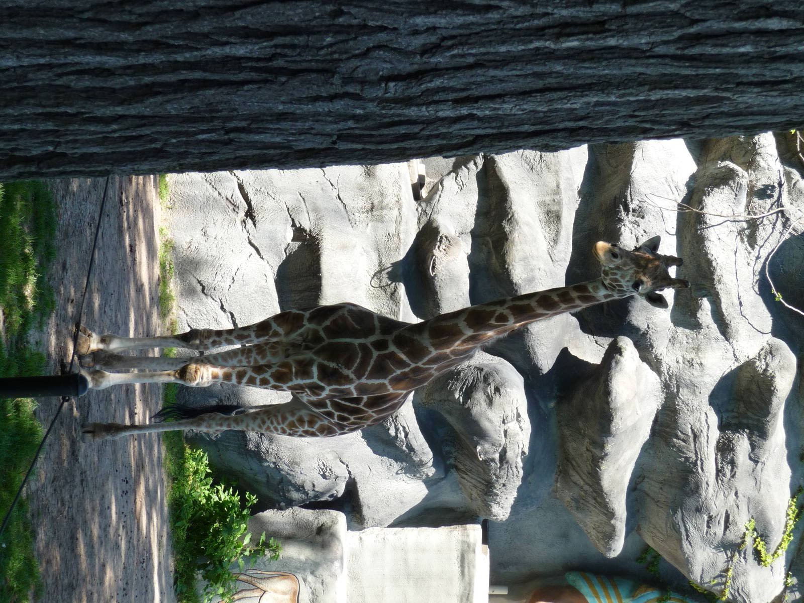 Giraffe - Detroit Zoo