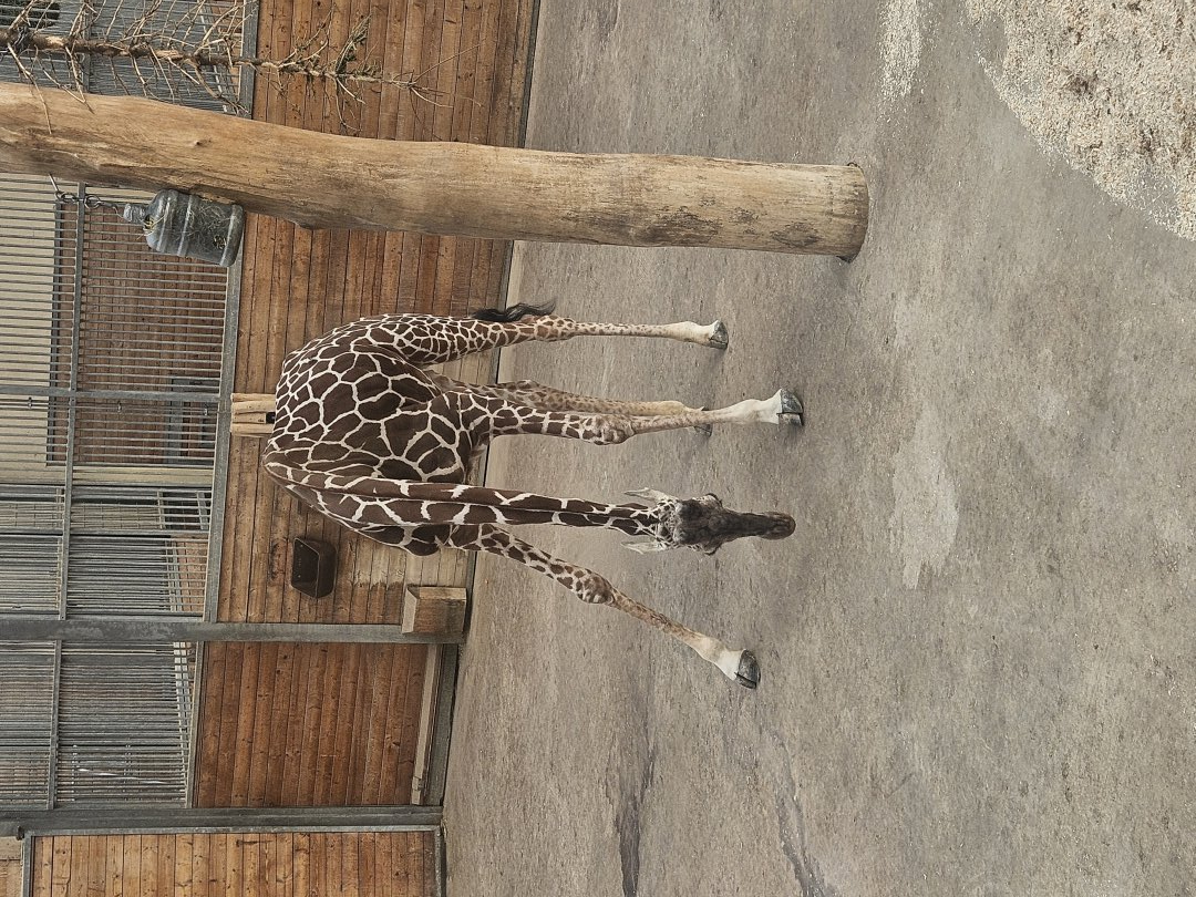 Giraffe drinking position