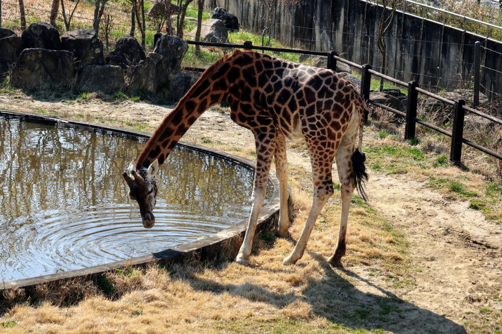 Giraffe drinking water