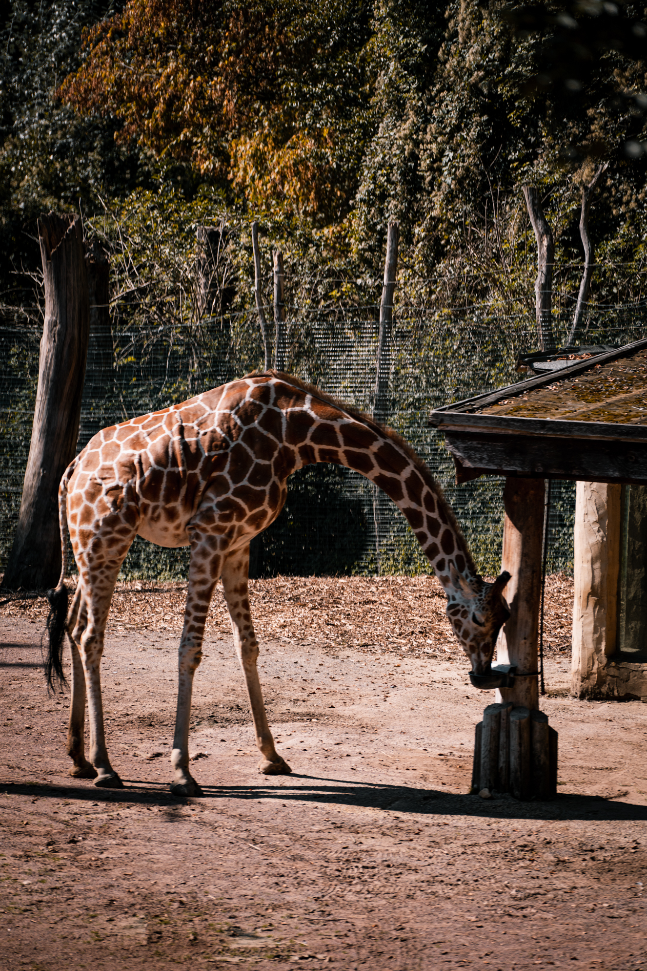 Giraffe drinking