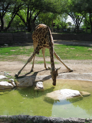 giraffe drinking