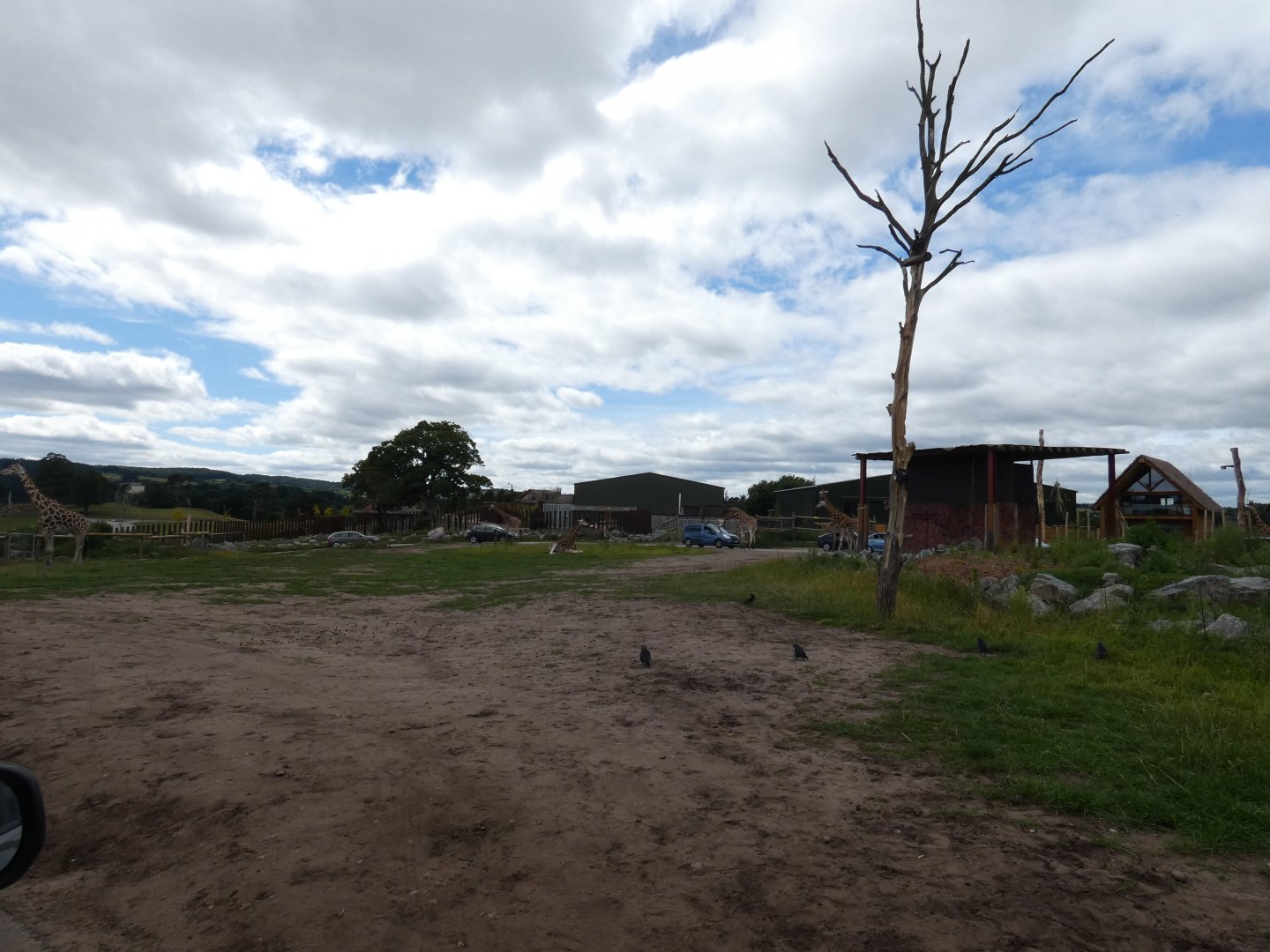 Giraffe drive-through enclosure (2)
