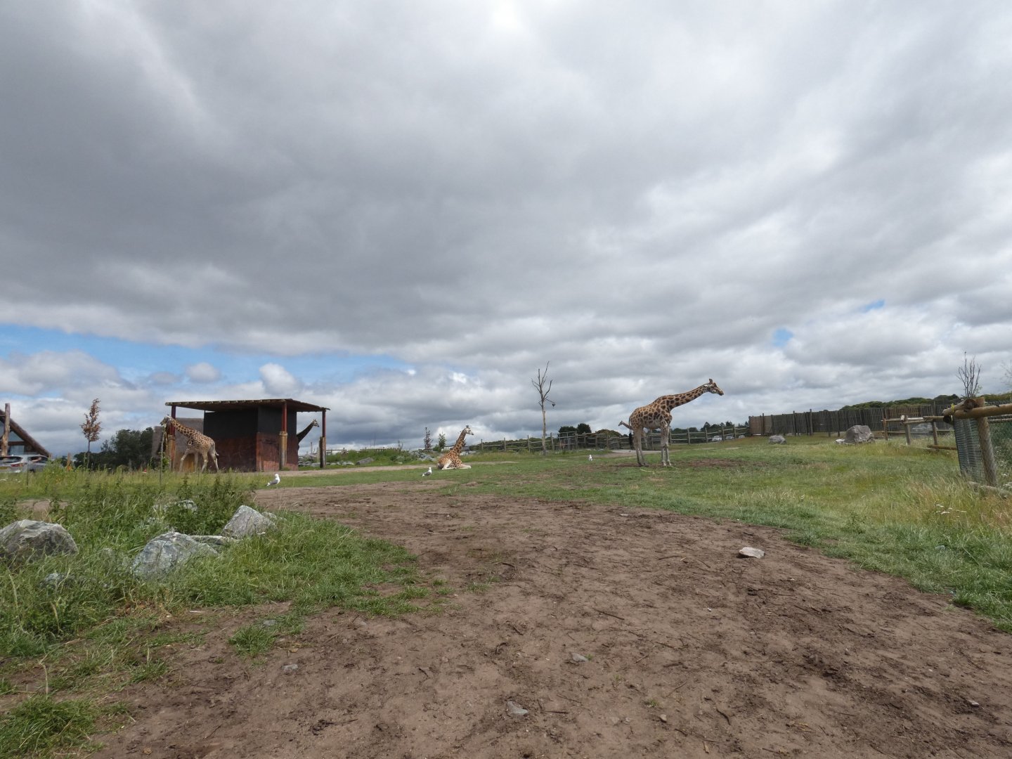 Giraffe drive-through enclosure