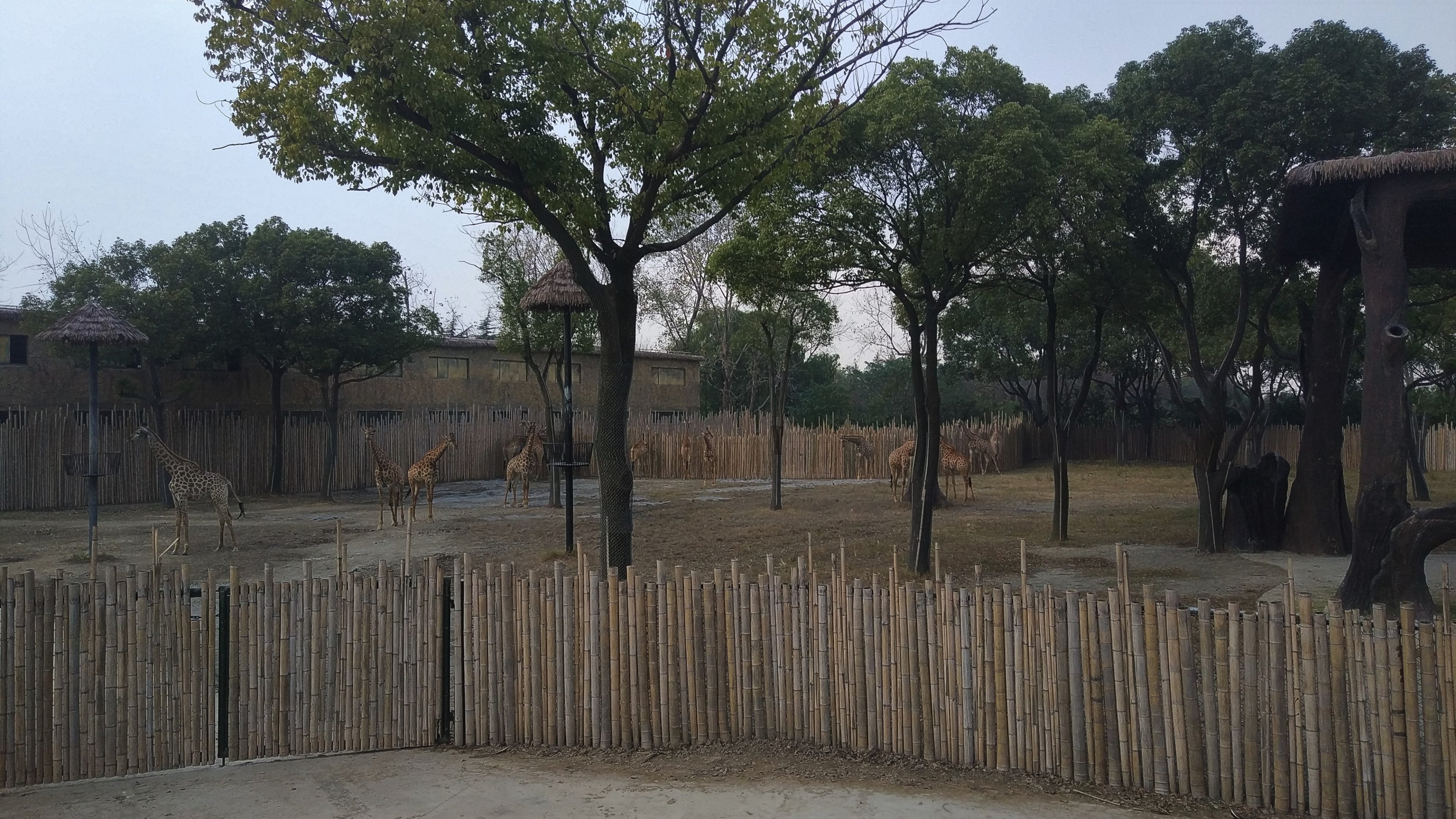 Giraffe Drive-Through