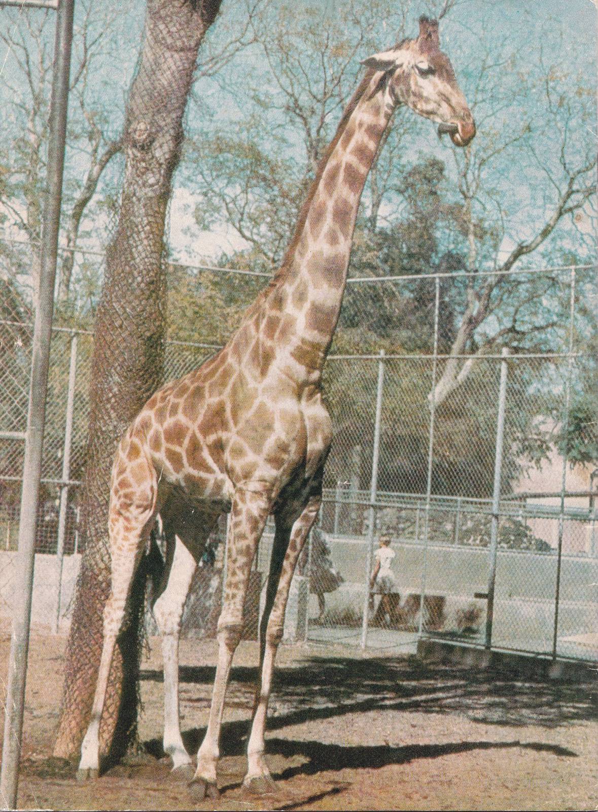 Giraffe - early 1970s