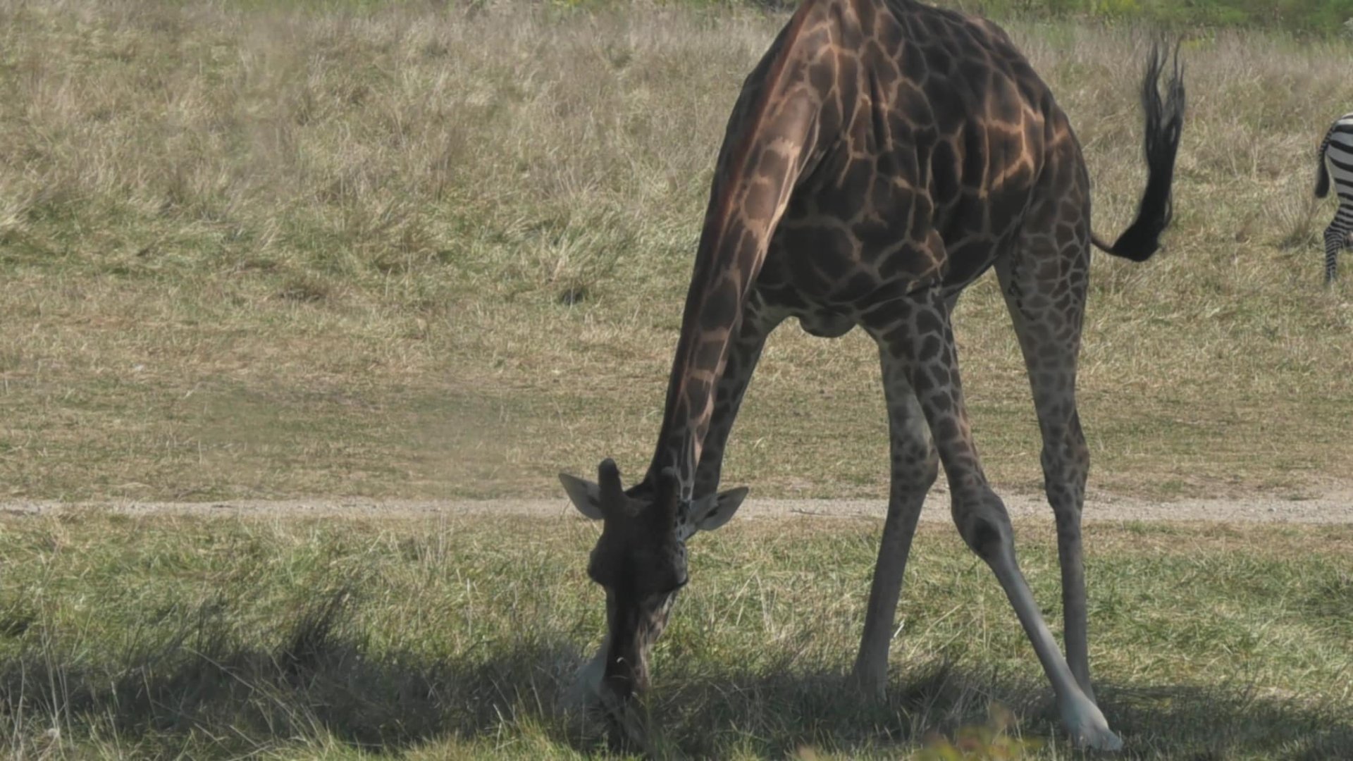 Giraffe eating grass