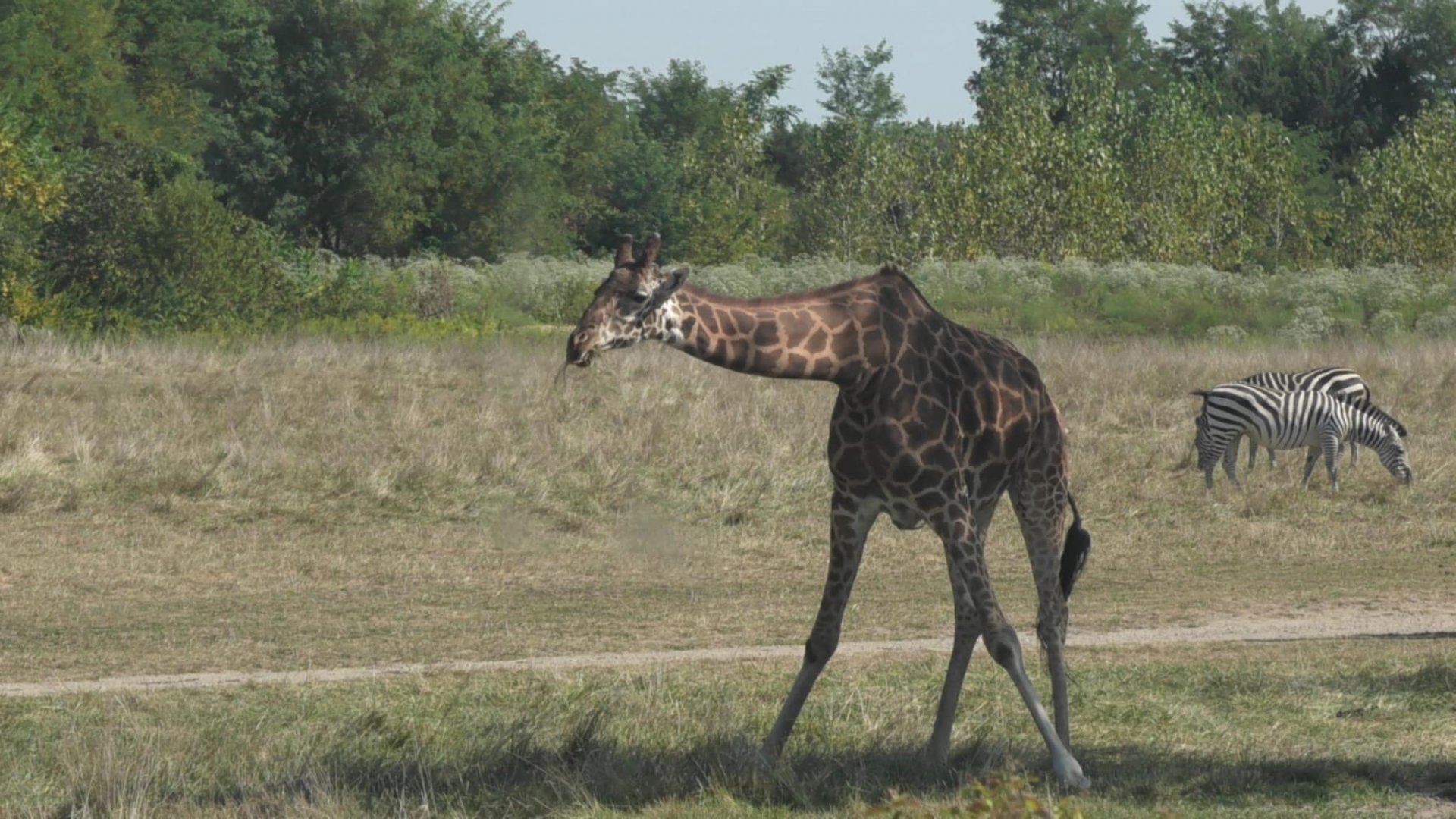 Giraffe eating grass