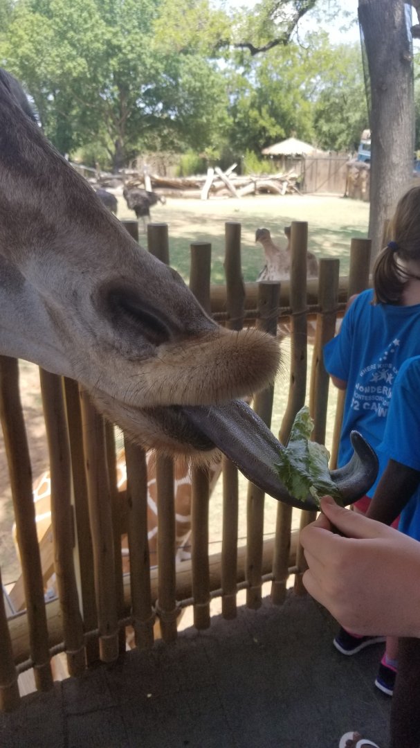 Giraffe eating