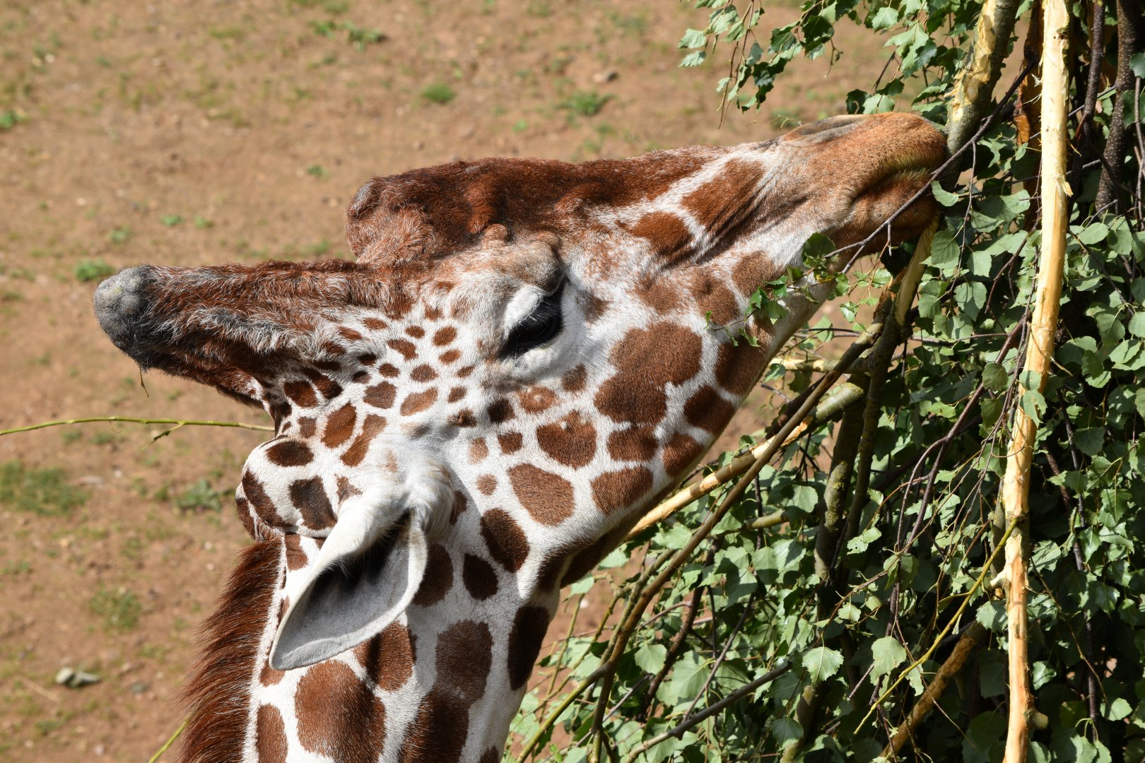 Giraffe eating