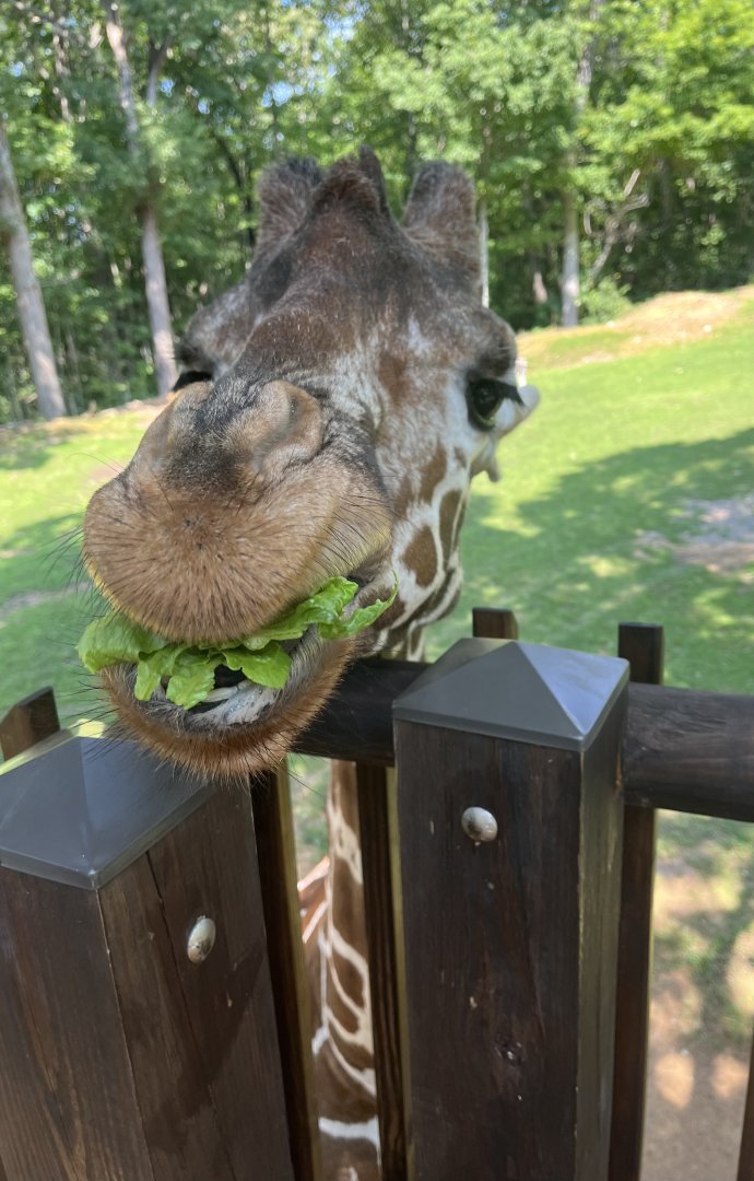 Giraffe Eating