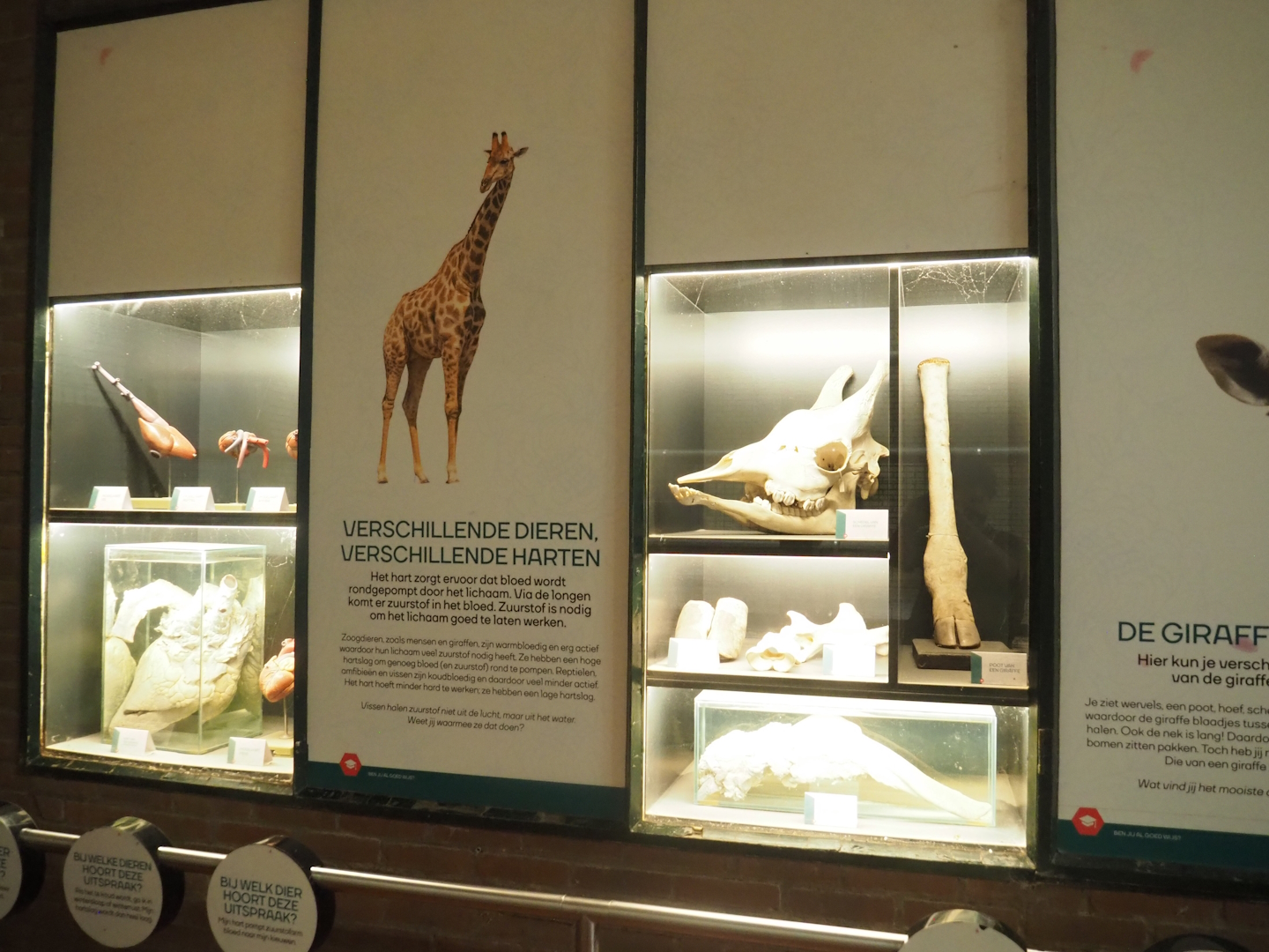 Giraffe educational display, 2023-08-17