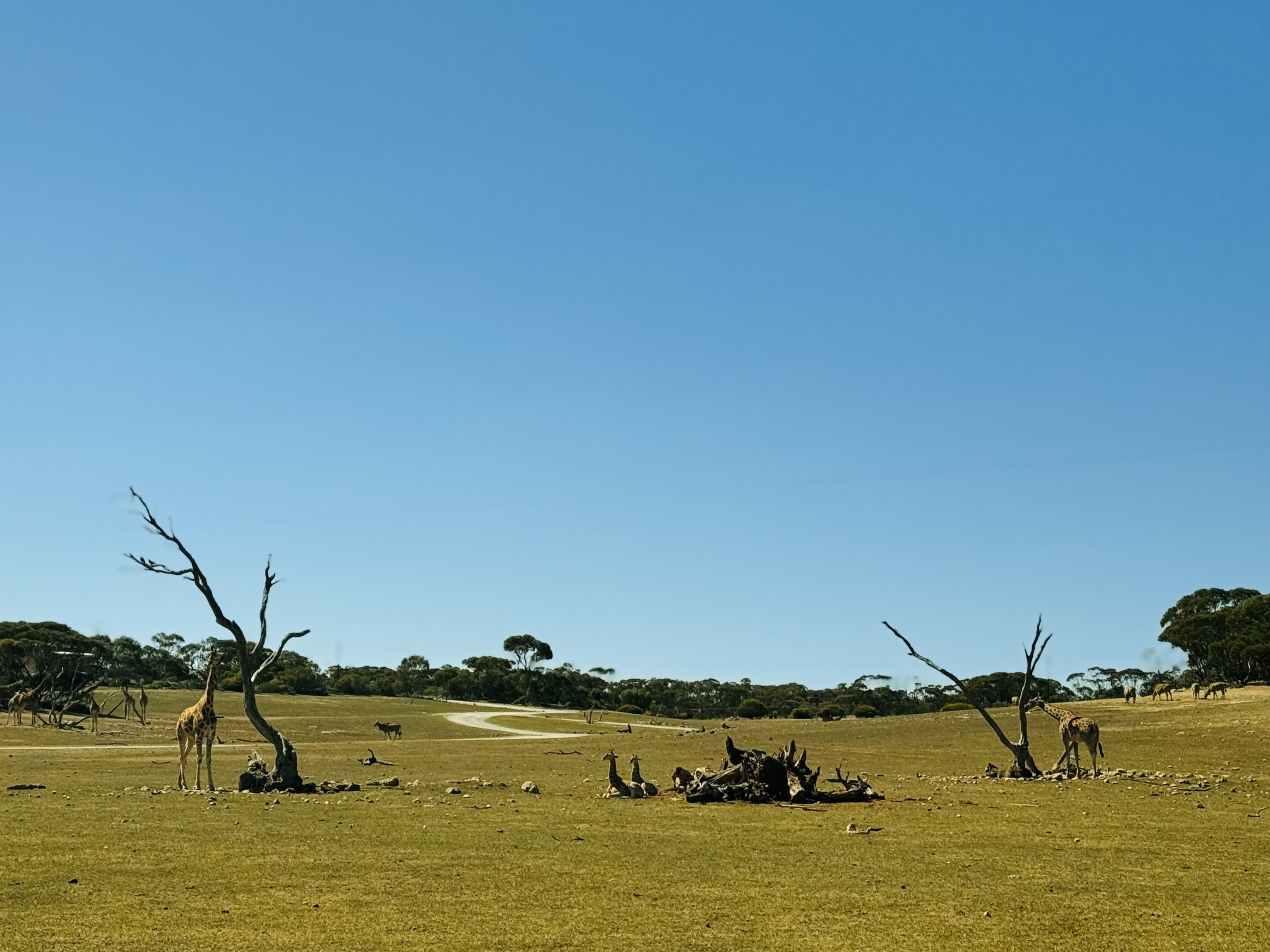 Giraffe/eland/ostrich enclosure