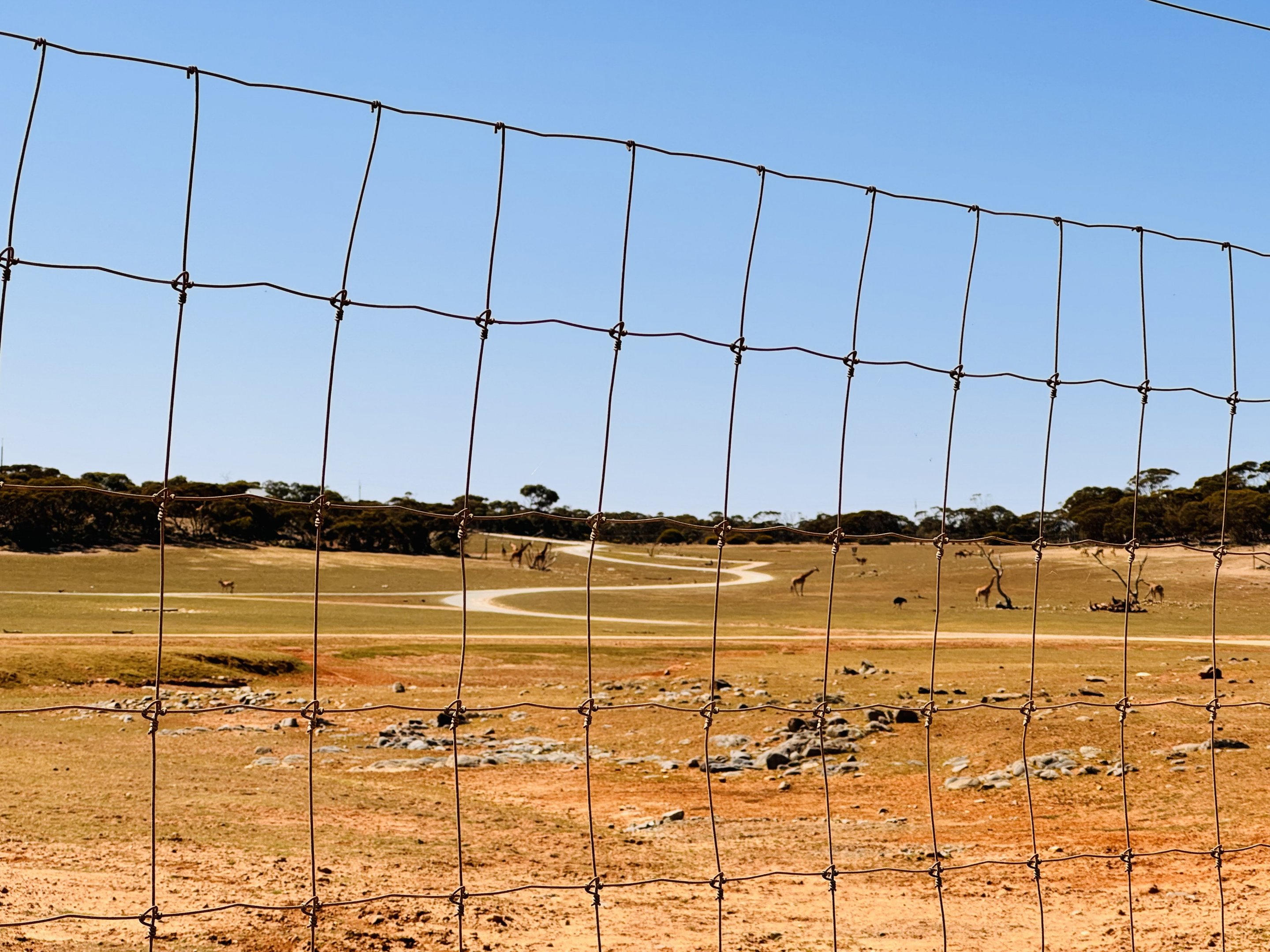 Giraffe/eland/ostrich enclosure