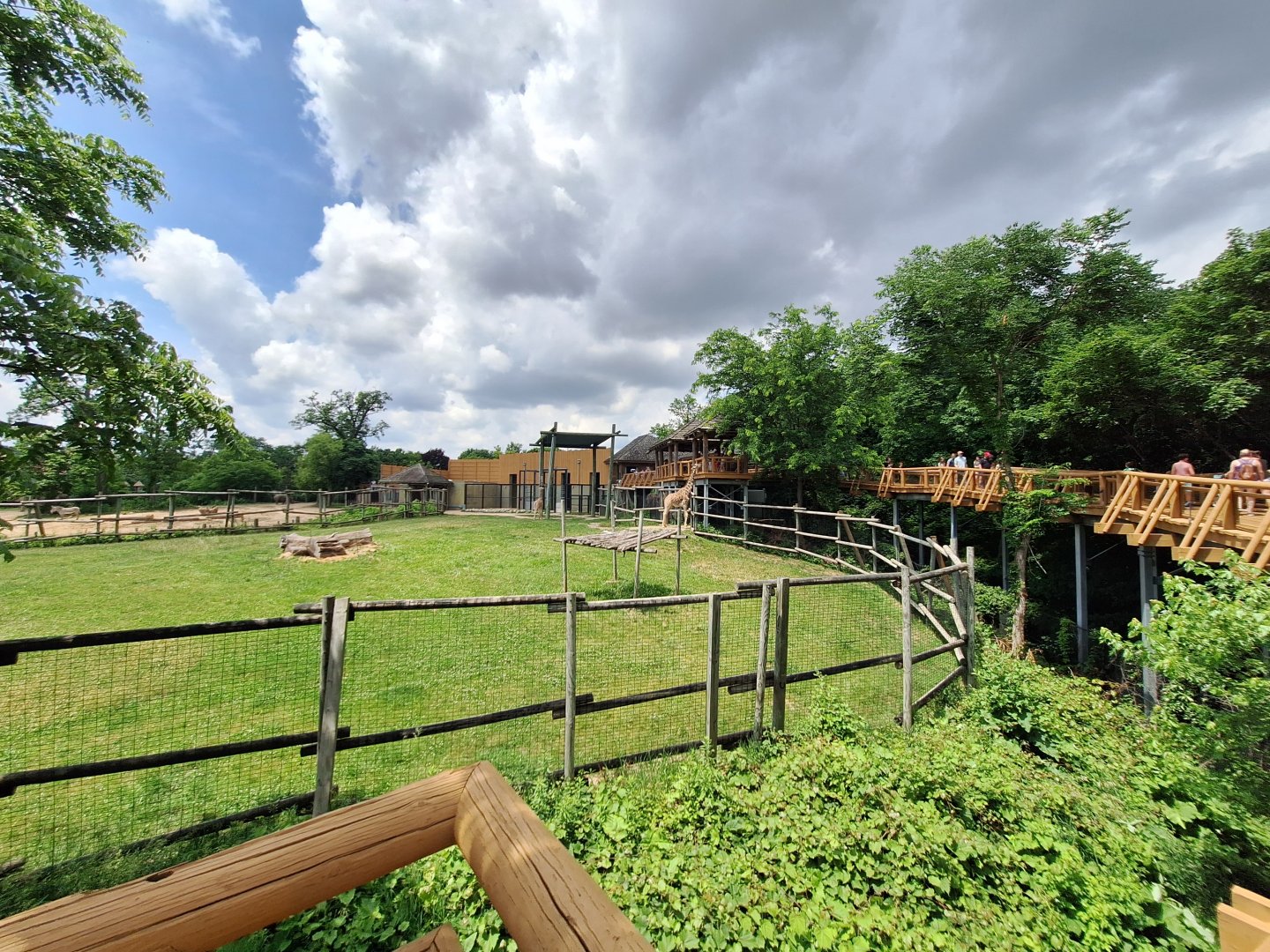 Giraffe elevated walkway