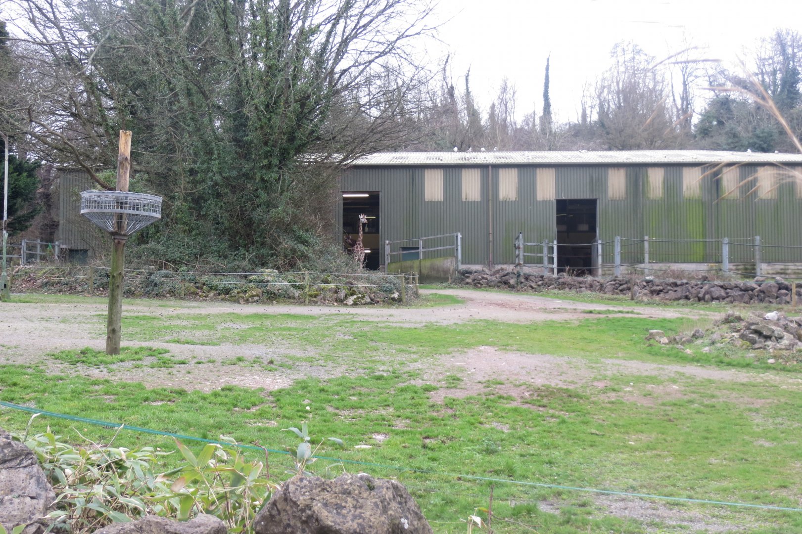 Giraffe enclosure 050119