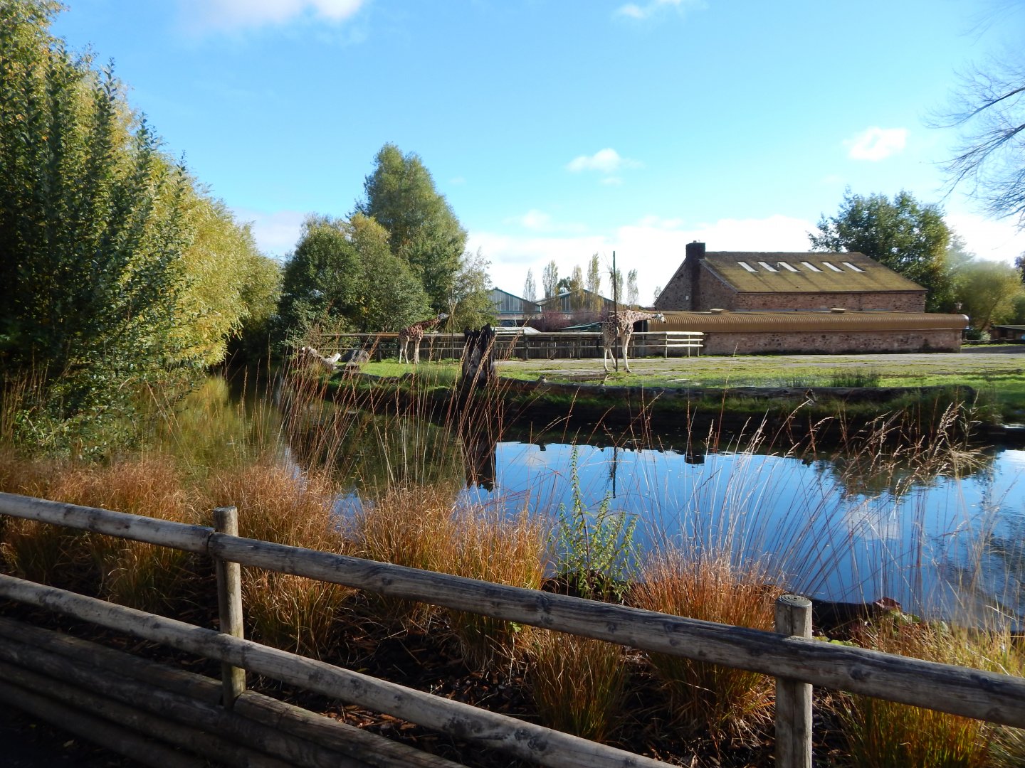 Giraffe enclosure 081020