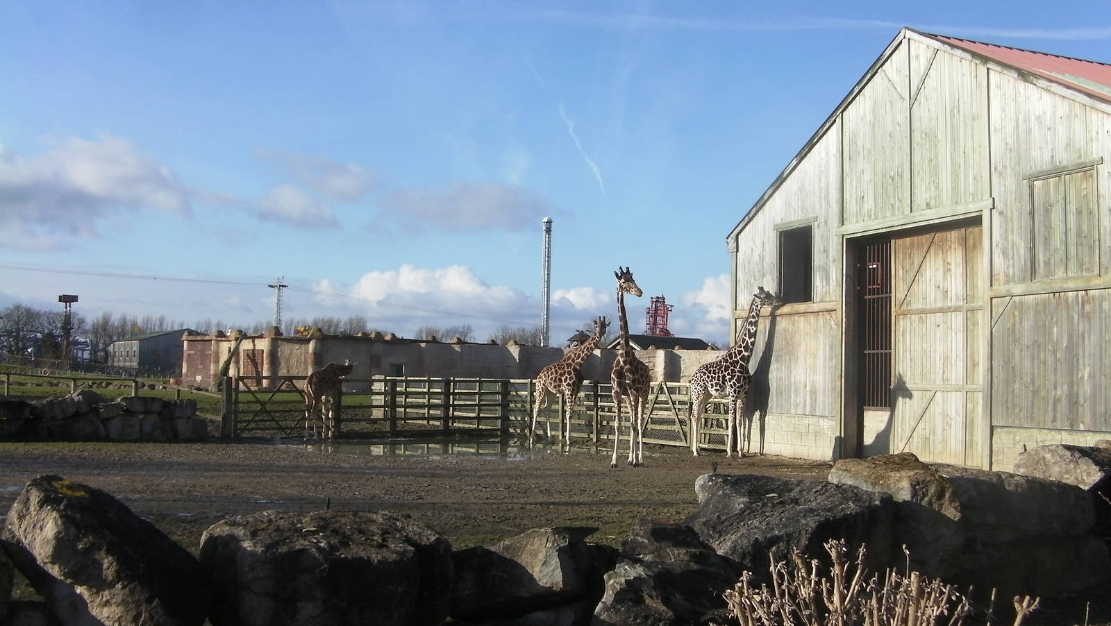 Giraffe Enclosure - 09.02.2013