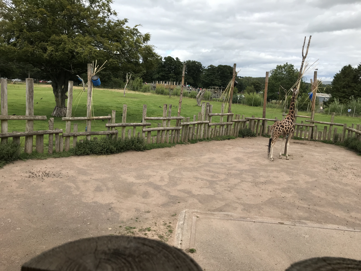 giraffe enclosure 1