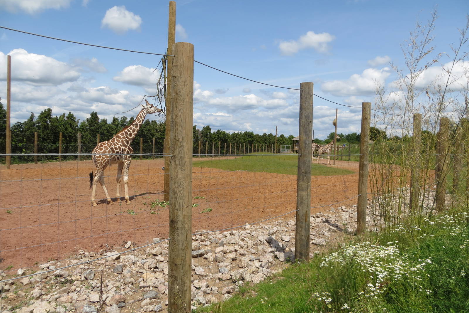 Giraffe enclosure 110715