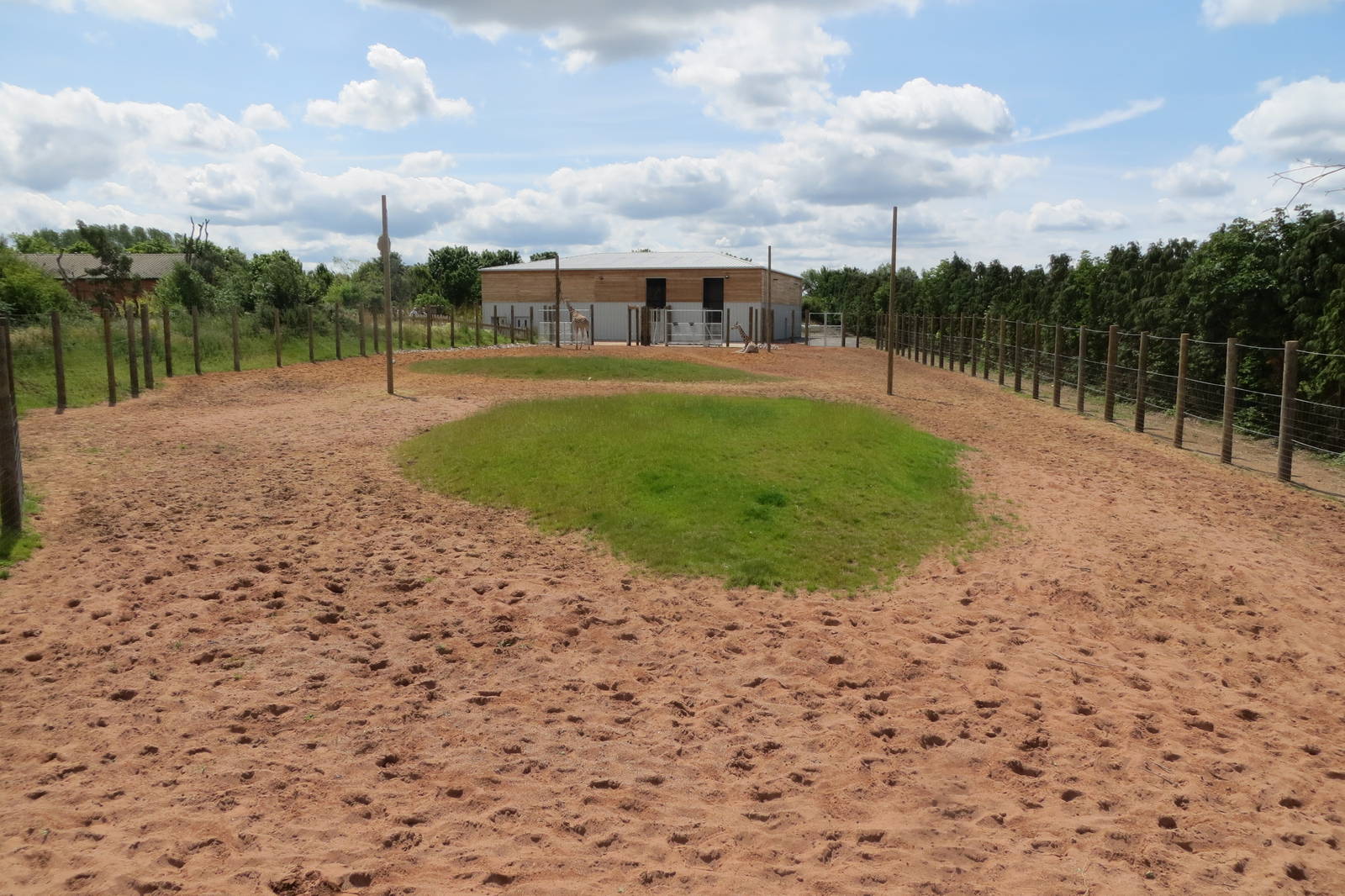 Giraffe enclosure 110715