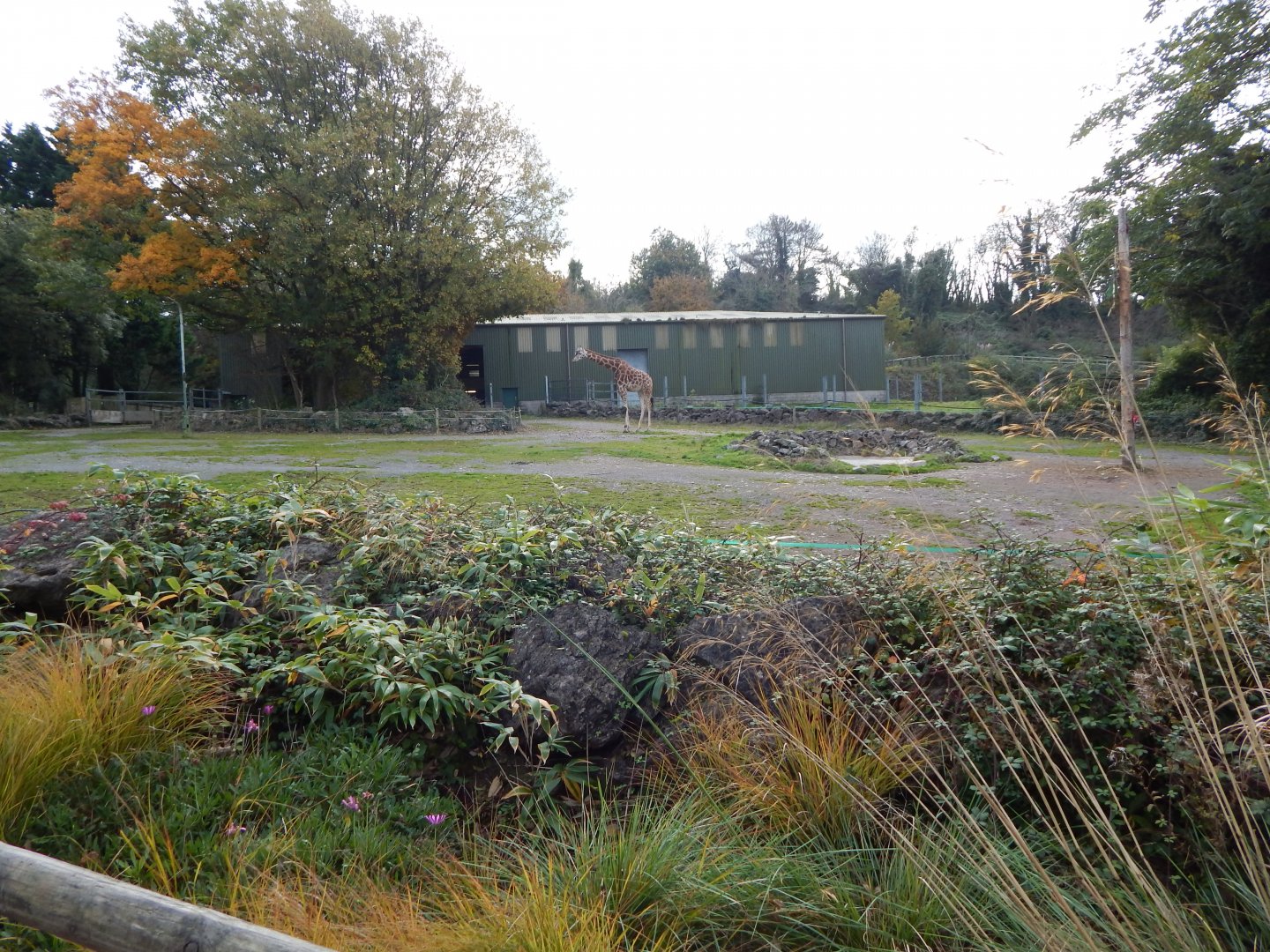 Giraffe enclosure 181020